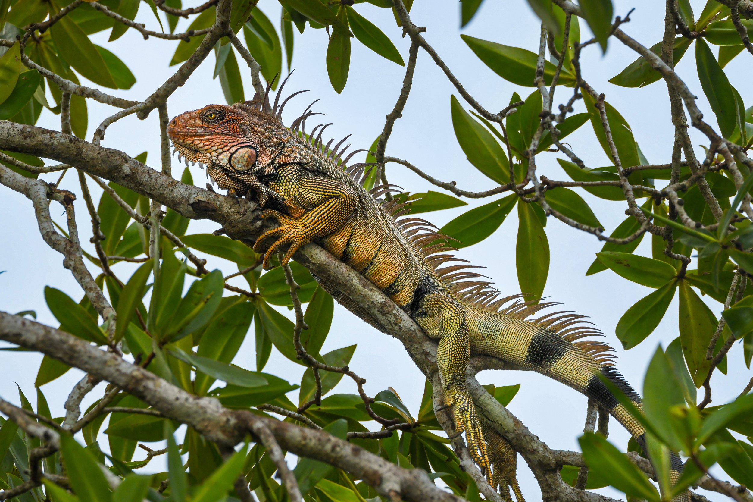 DSC_8752.JPG