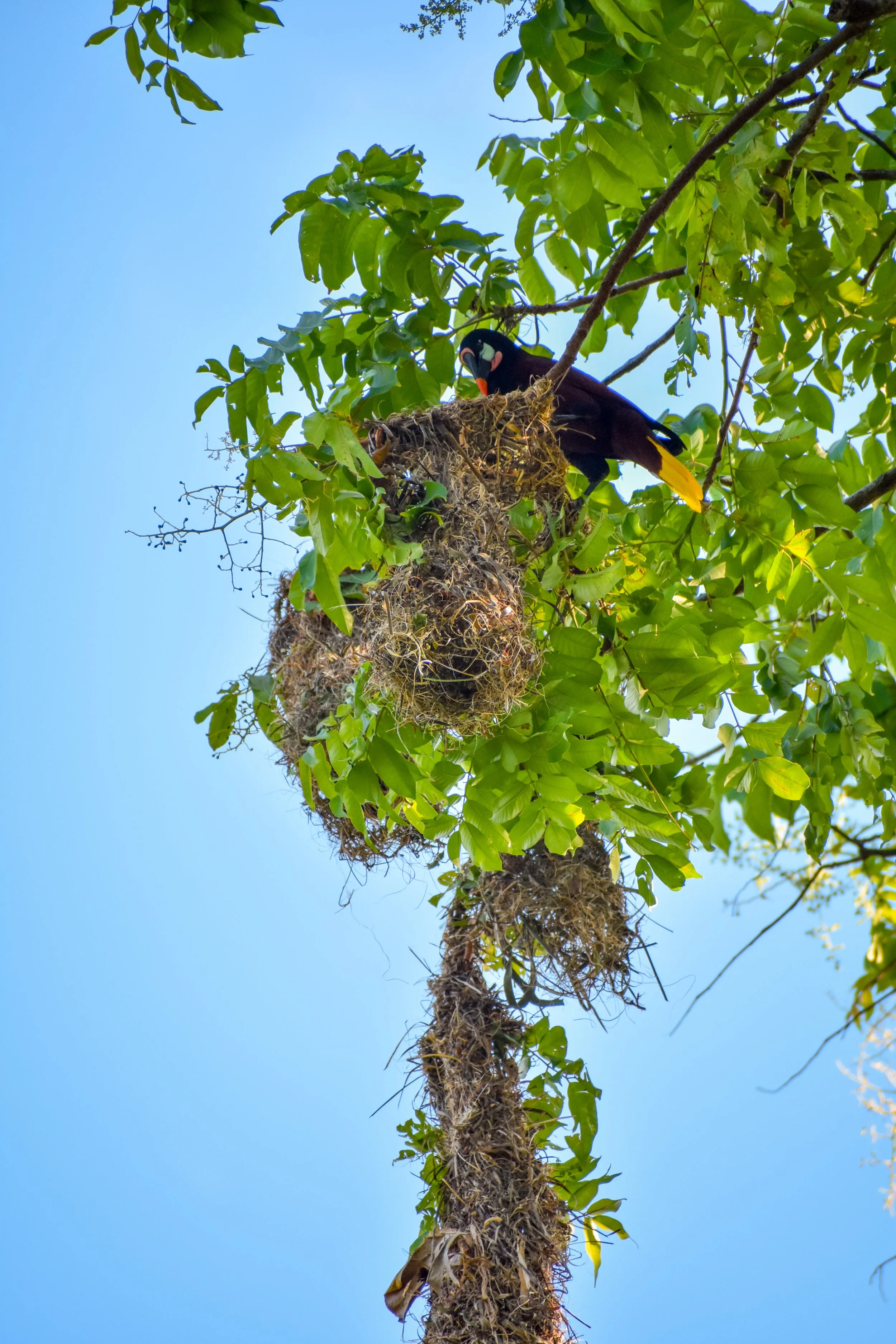 Der Montezuma-Oropendola sitzt oft in der Nähe seines langen, hängenden Nestes und bewacht es aufmerksam, während er es mit kräftigen Rufen in der Kolonie verteidigt.