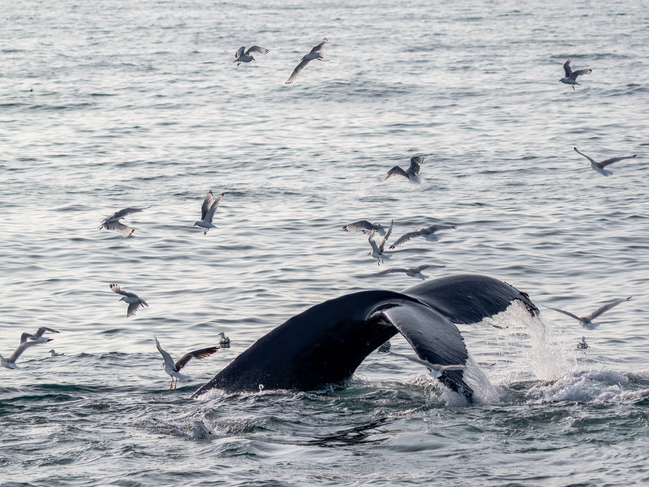Mit seinen langen, eleganten Flippern und der markanten Rückenflosse gleitet der Buckelwal majestätisch durch das tiefe Blau des Ozeans.