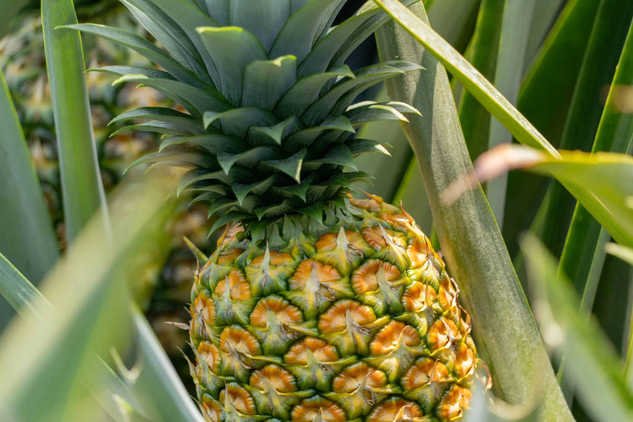 Die Ananas ist entlang der Straßen Richtung Boca Tapada in kleineren Plantagen zu sehen und zeigt den Übergang von landwirtschaftlich genutzten Flächen zum dichten Regenwald.