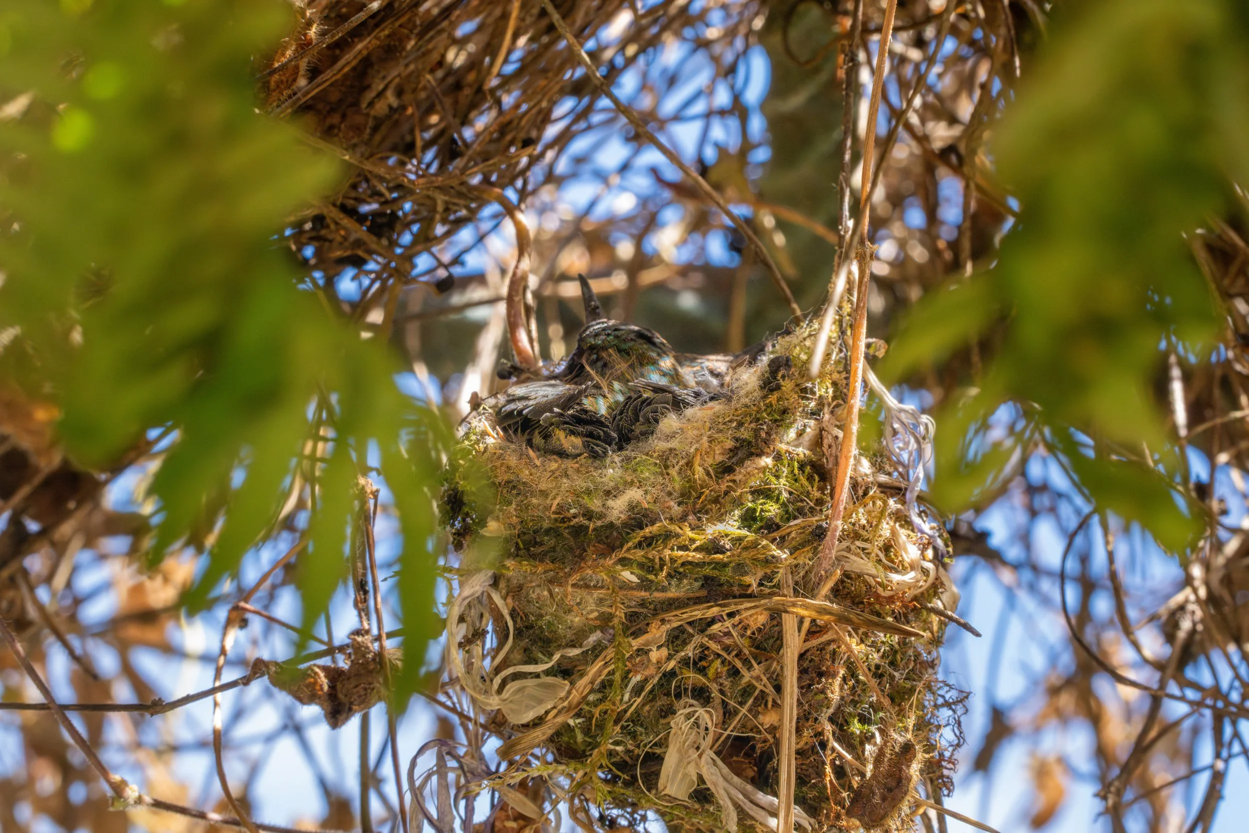 Die winzigen Küken wachsen in einem gut versteckten Nest auf, das Schutz vor Kälte und Fressfeinden in den Nebelwäldern der Bergregionen bietet.