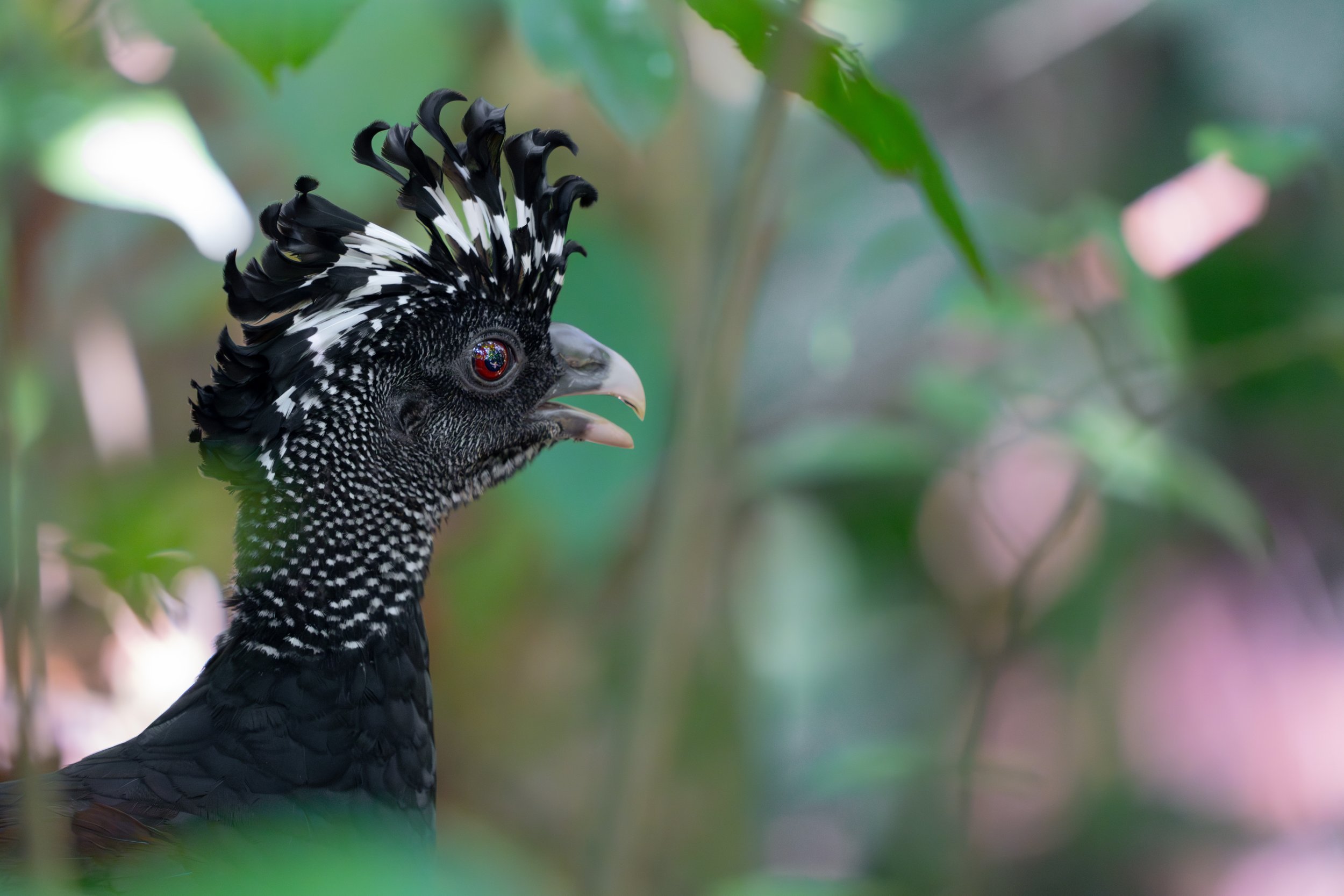 Der Tuberkelhokko lebt überwiegend am Boden tropischer Wälder, fliegt aber zum Schlafen oft auf erhöhte Äste.