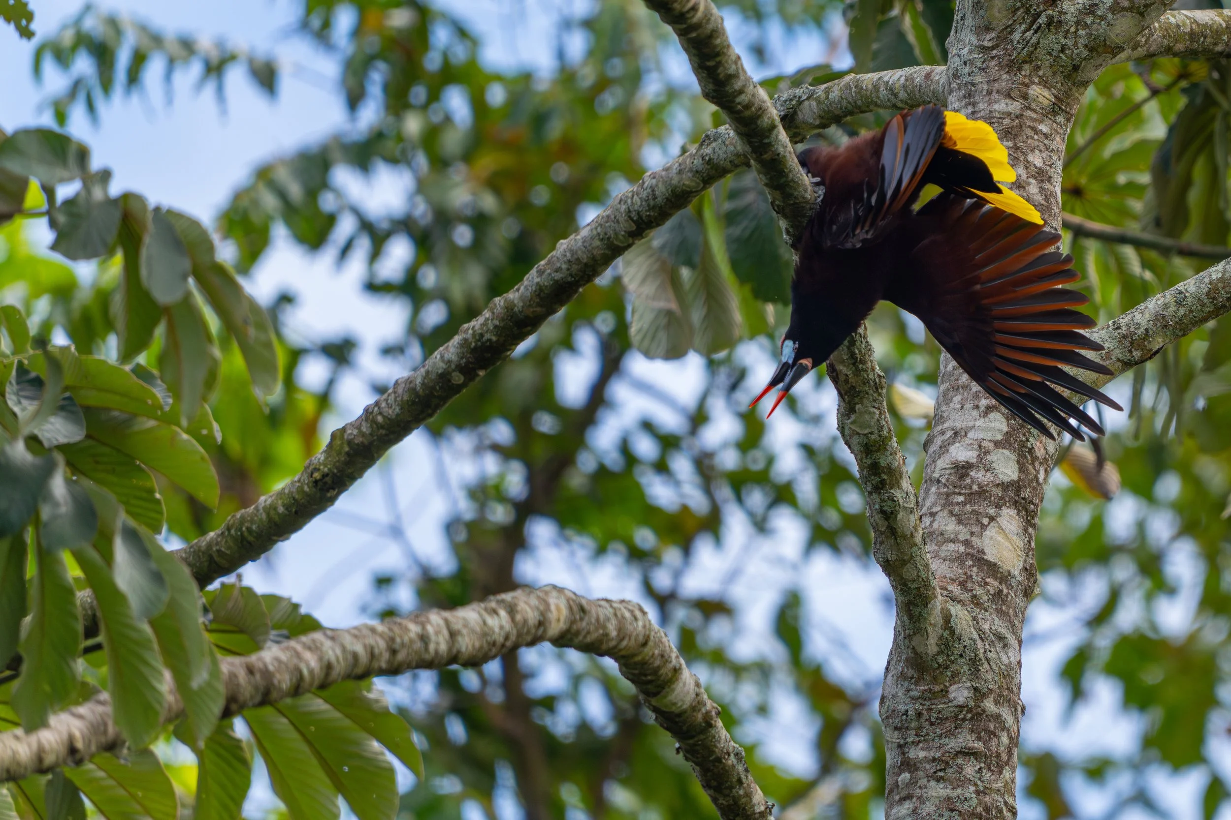 Beim Rufen kippt der Montezuma-Oropendola weit nach vorne vom Ast, begleitet von ihrem ungewöhnlichen, gurgelnden Laut – ein auffälliges Balzverhalten, das sofort ins Auge fällt.