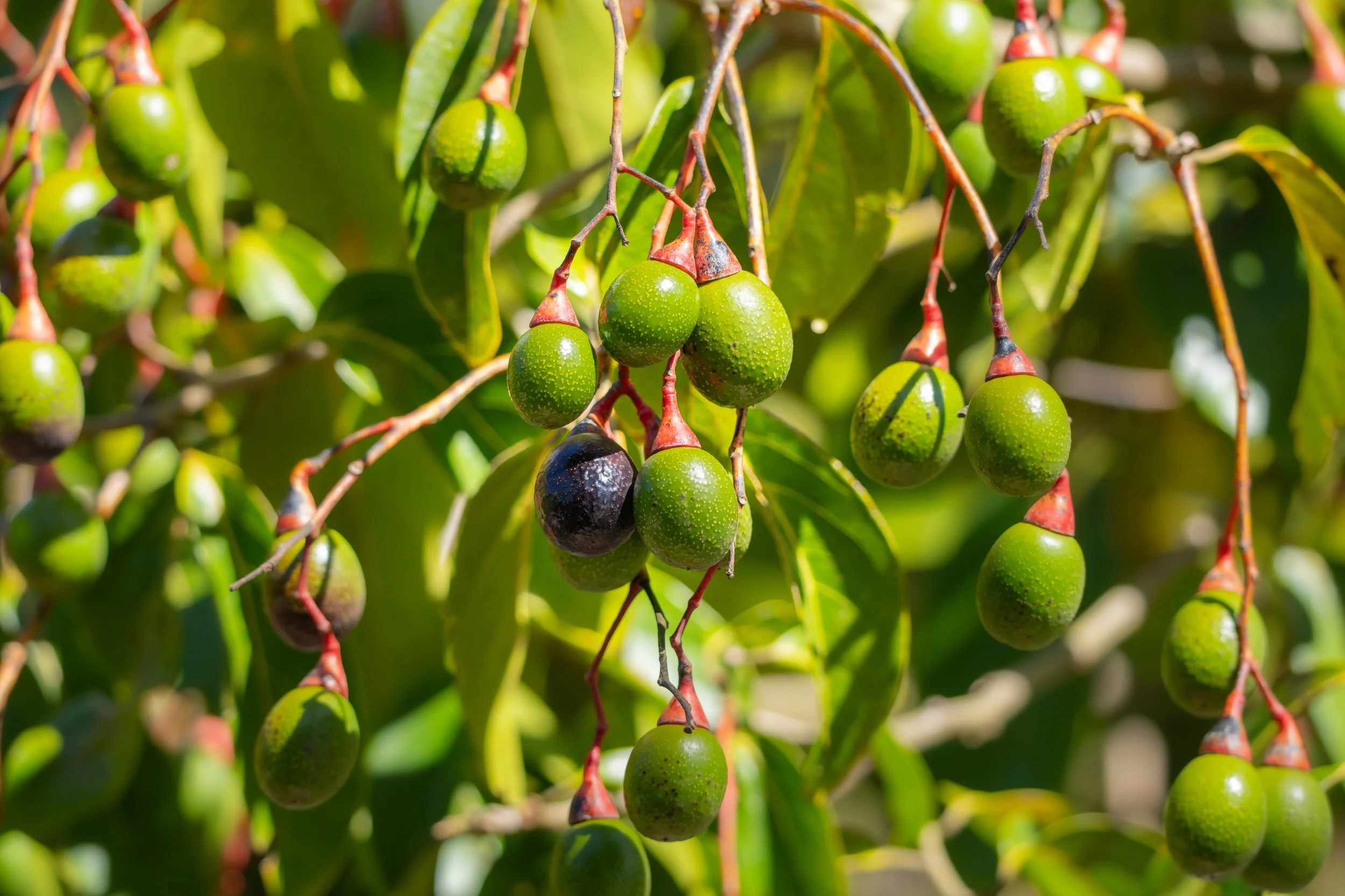 Wild wachsende Avocados sind eine wichtige Nahrungsquelle für den Quetzal und spielen eine zentrale Rolle in seinem Lebensraum.