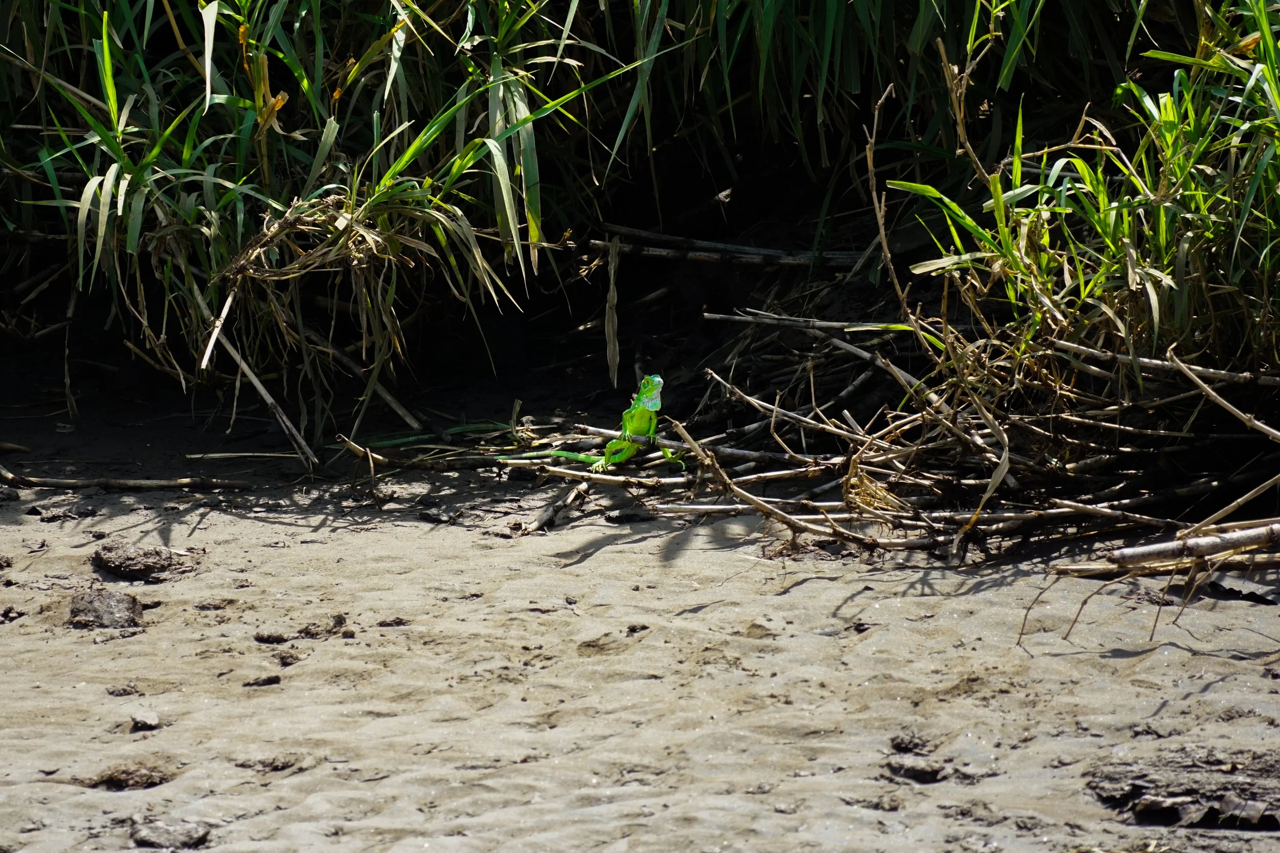 Junge Grüne Leguane halten sich an Flüssen häufig in Ufernähe auf, wo dichte Vegetation ihnen Schutz vor Fressfeinden bietet.
