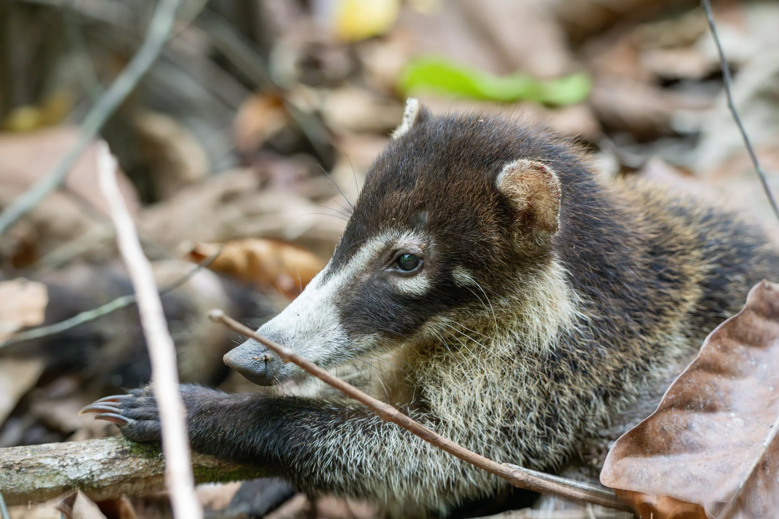 Er lebt in Gruppen und durchsucht mit seinem sehr guten Geruchssinn den Waldboden und die Bäume nach Insekten, Früchten und kleinen Tieren.