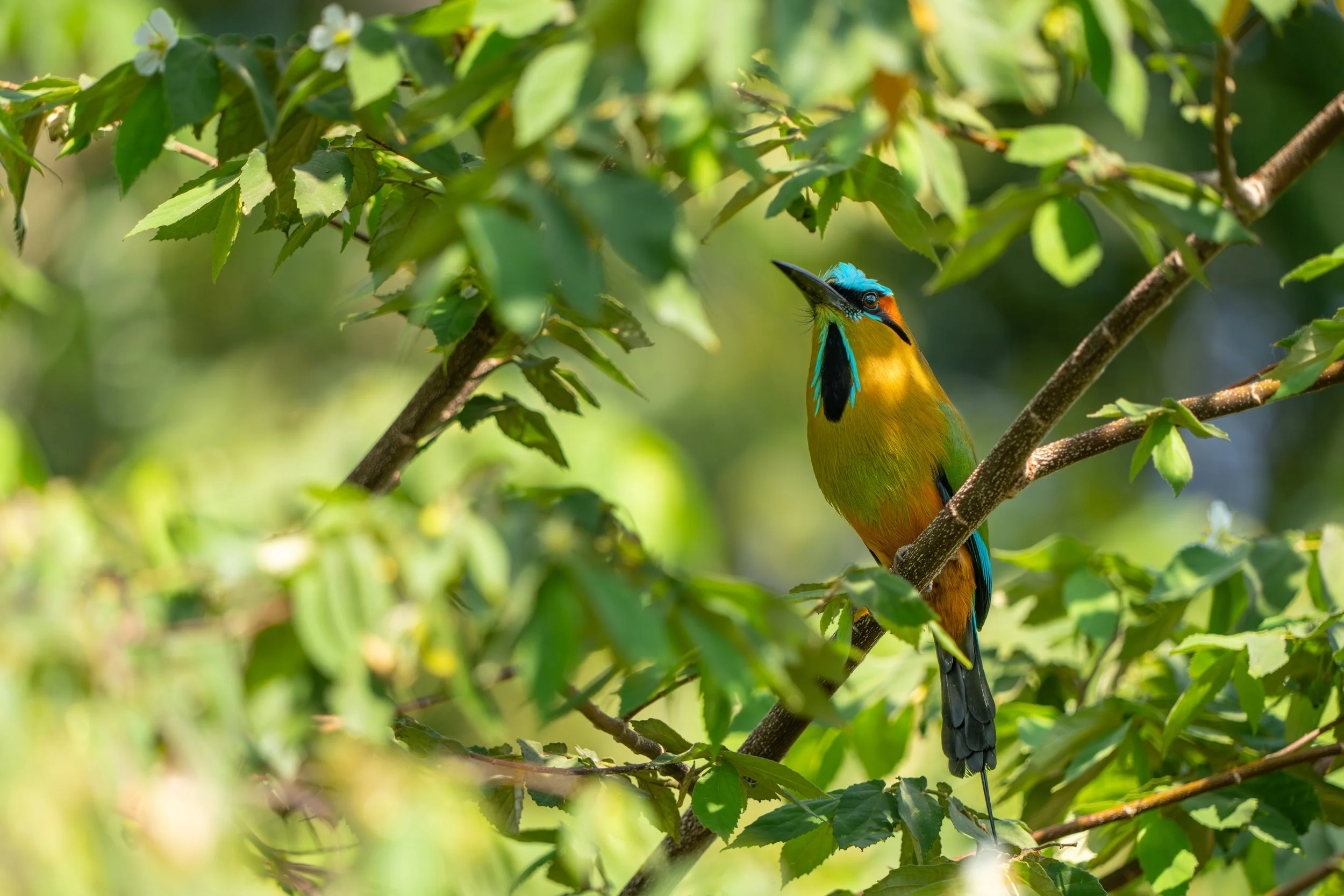 Der Türkisbrauenmotmot sitzt oft ruhig in Ästen und lässt seinen langen Schwanz leicht pendeln, wodurch er trotz guter Tarnung im Blattwerk gut erkennbar bleibt.