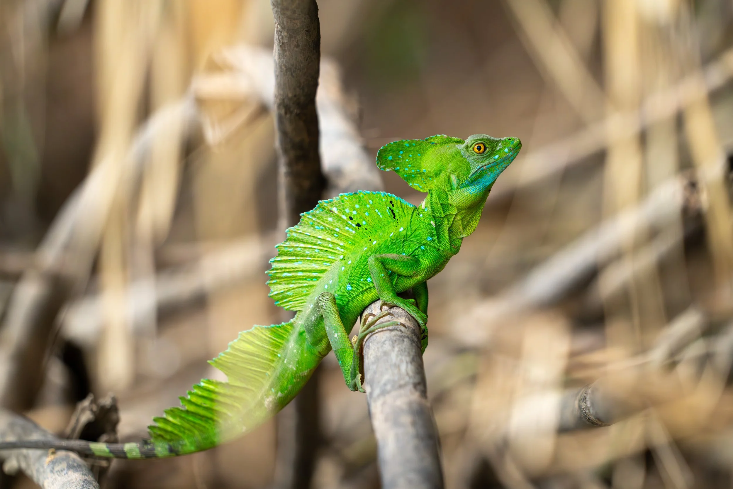 Der Stirnlappenbasilisk ist eine auffällige Echse Mittelamerikas, die durch ihren markanten Kopflappen und ihre Fähigkeit, auf den Hinterbeinen über kurze Strecken über Wasser zu laufen, bekannt ist.