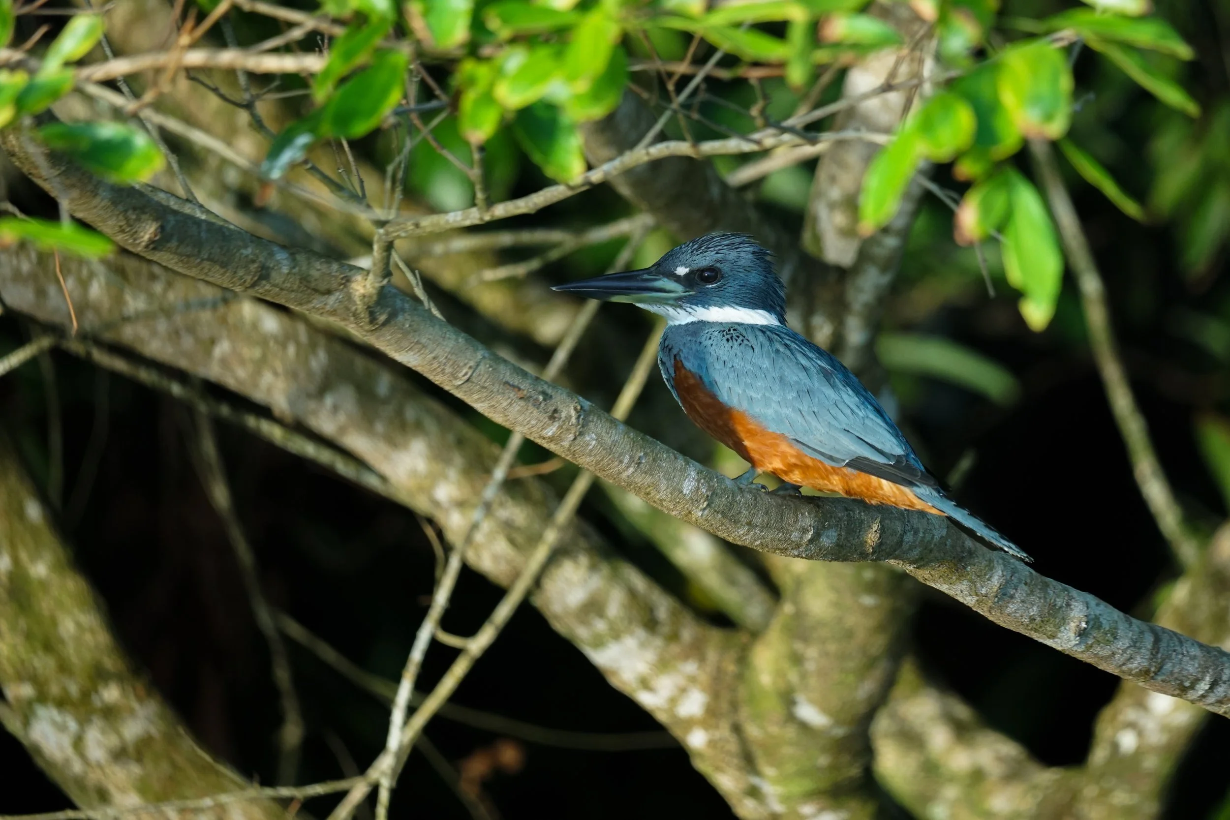 Der Rotbrustfischer ist ein farbenprächtiger Eisvogel-Verwandter, der an Ufern sitzt und kleine Fische oder Insekten durch blitzschnelle Sturzflüge aus dem Wasser fängt.