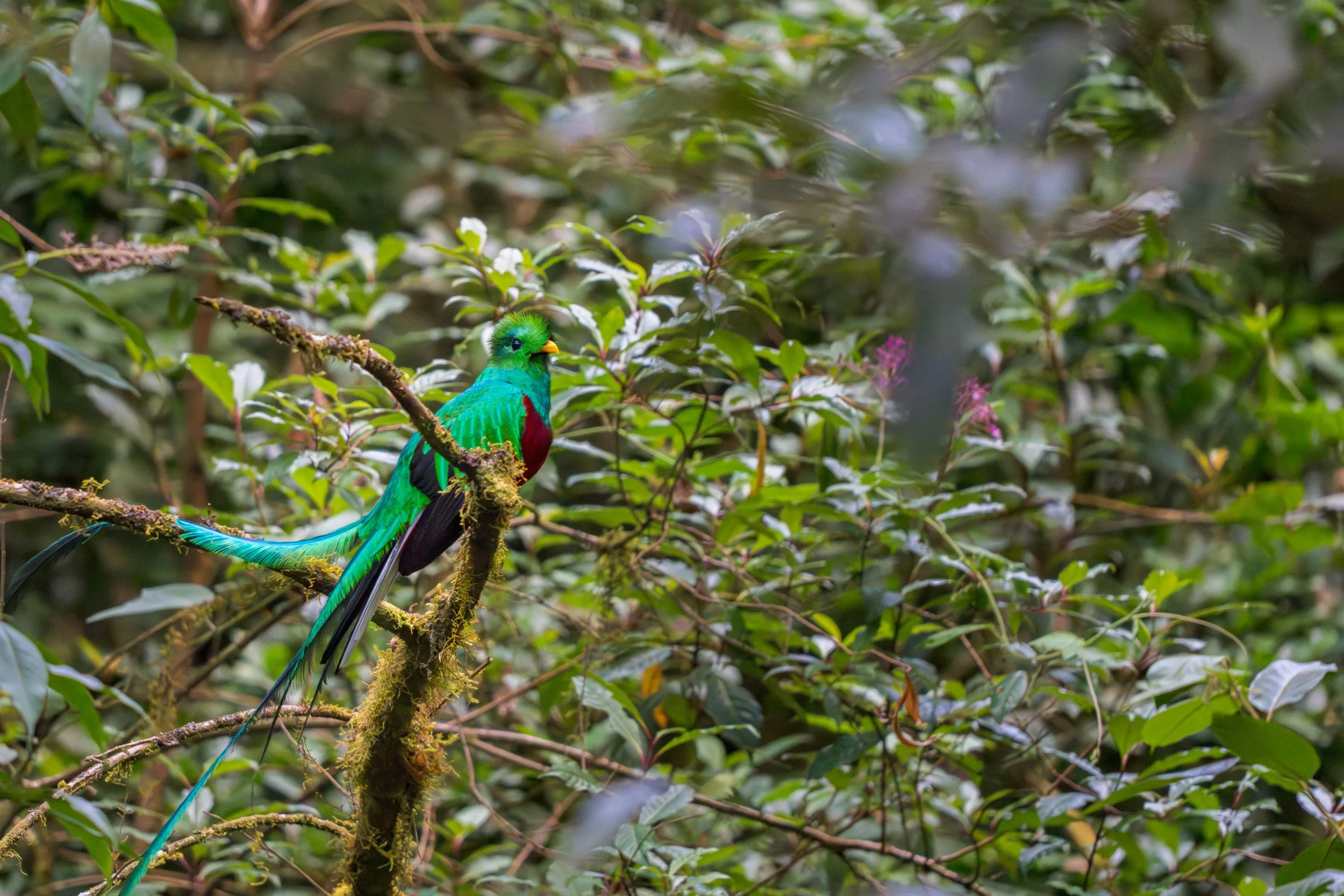 Das Männchen beeindruckt mit seinem schillernd grünen Gefieder und den langen, eleganten Schwanzfedern, die besonders während der Balz auffallen.