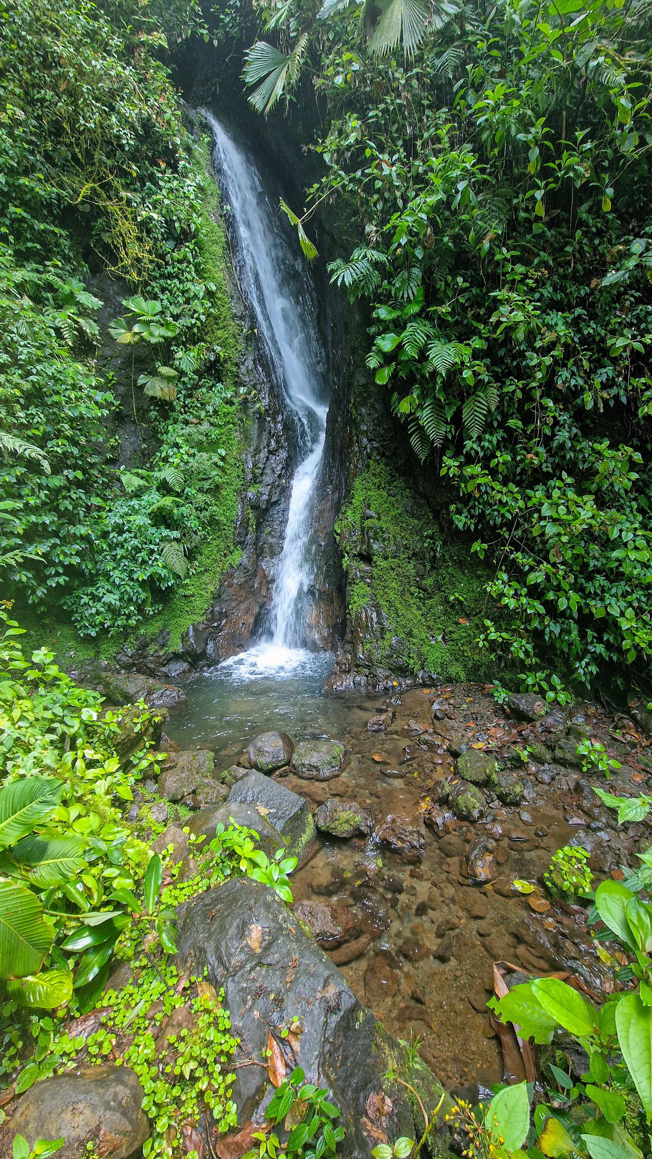 Ein Regenwaldwasserfall stürzt über moosbedeckte Felsen in ein kühles Becken und sorgt durch die hohe Luftfeuchtigkeit für ein ständig feuchtes Mikroklima in der Umgebung.