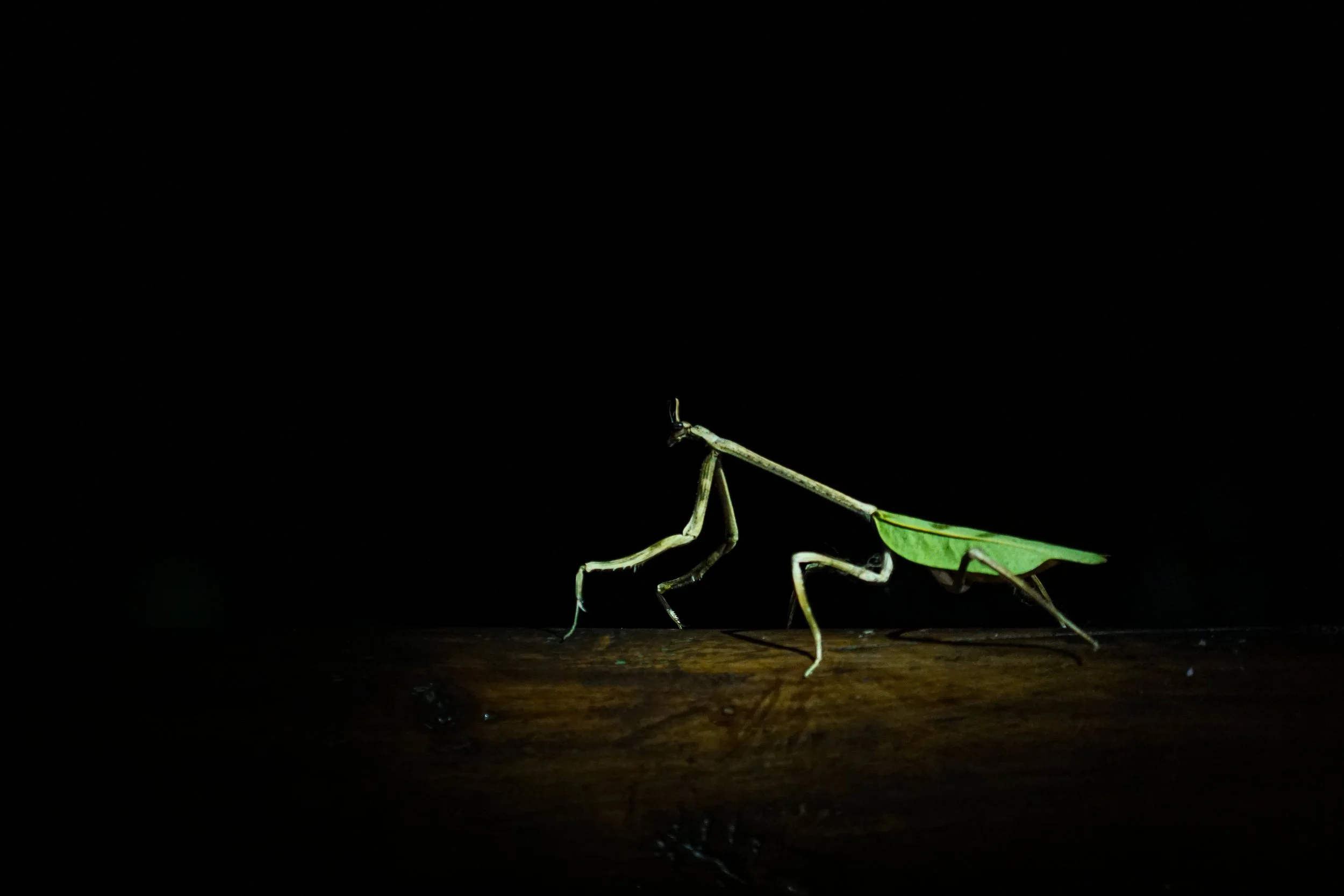 Die Fangschreckenart (Stagomantoptera biocellata) lauert regungslos zwischen Blättern auf Beute und schlägt blitzschnell mit ihren bedornten Fangarmen zu, sobald sich ein Insekt nähert. Für diese Art der Fangschrecke ist kein deutscher Trivialname ge