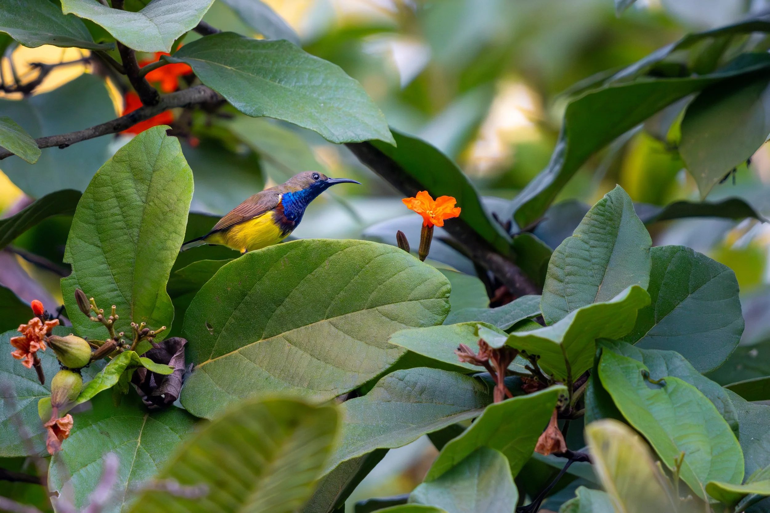 Der Grünrücken-Nektarvogel ist ein kleiner, farbenprächtiger Vogel, der vor allem in Wäldern und Gärten Südostasiens lebt. Mit seinem langen Schnabel saugt er Nektar aus Blüten und trägt dabei aktiv zur Bestäubung zahlreicher Pflanzenarten bei.