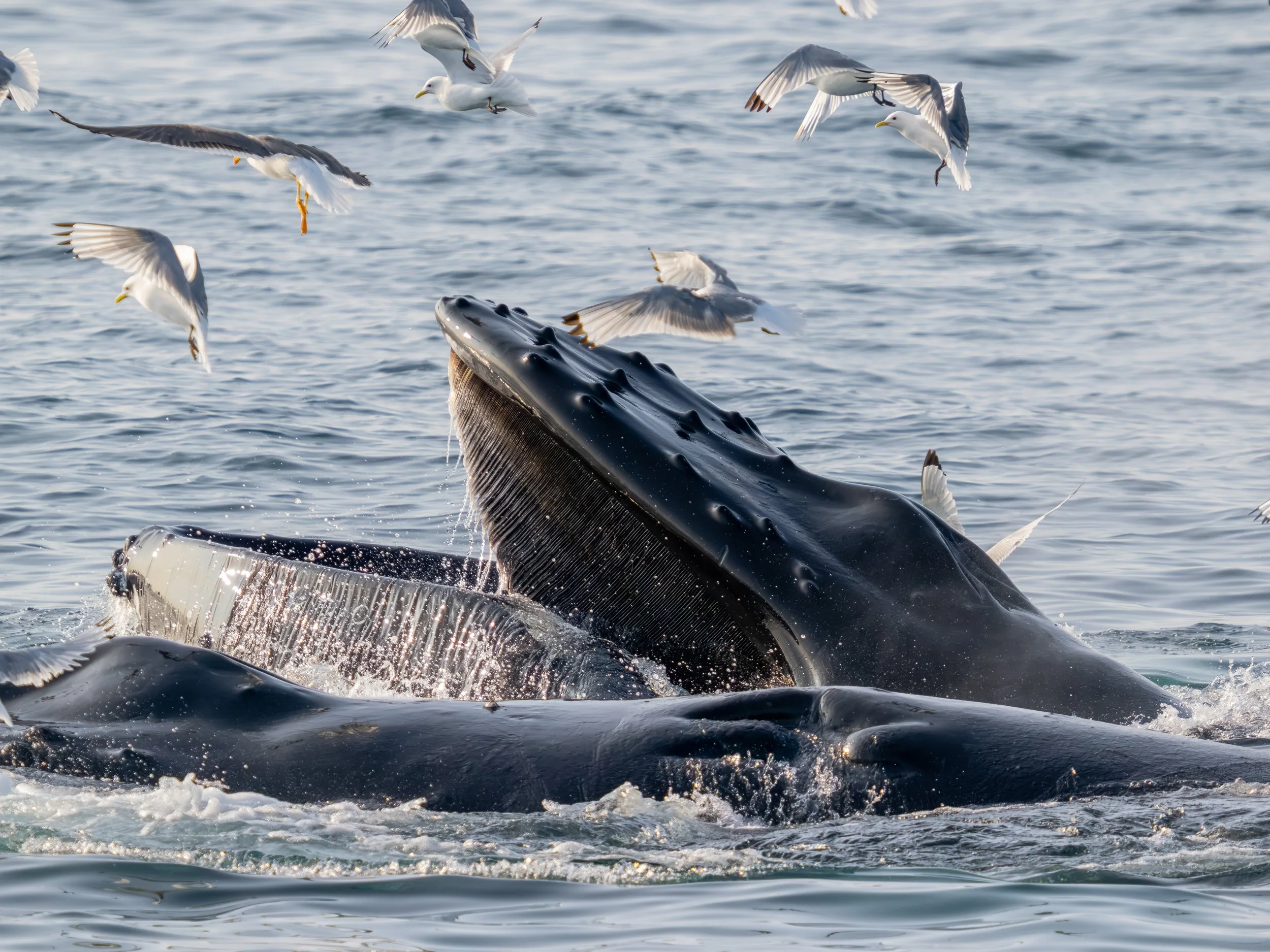 Mit aufgerichtetem Maul und geschickten Blasenwänden jagt der Buckelwal Krill und kleine Fische – ein faszinierendes Schauspiel der Natur.