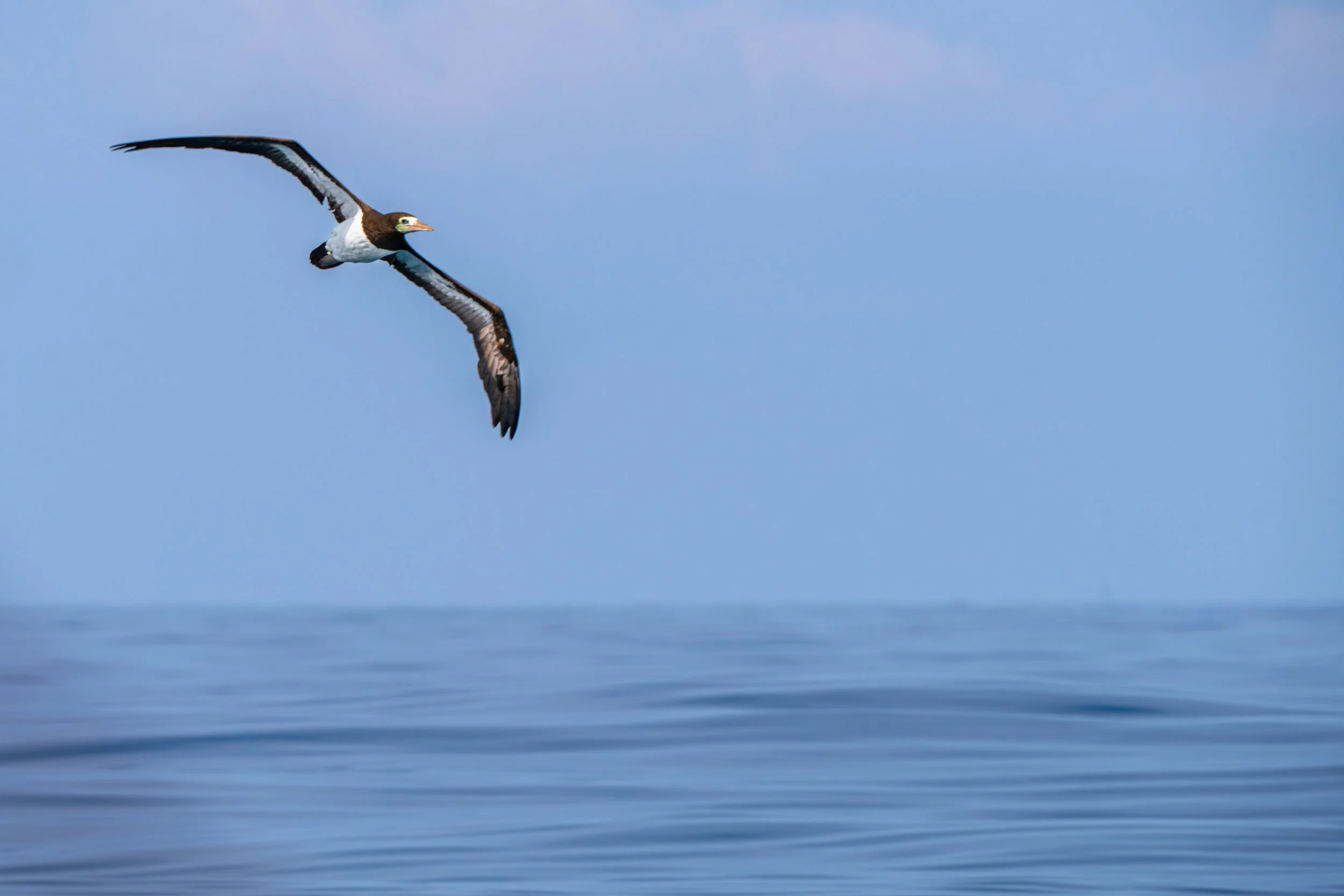 Der Weißbauchtölpel ist ein Meeresvogel der tropischen Pazifikregion, der oft weit draußen über dem offenen Ozean nach Fischschwärmen sucht und durch seine schnellen Sturzflüge ins Wasser auffällt.