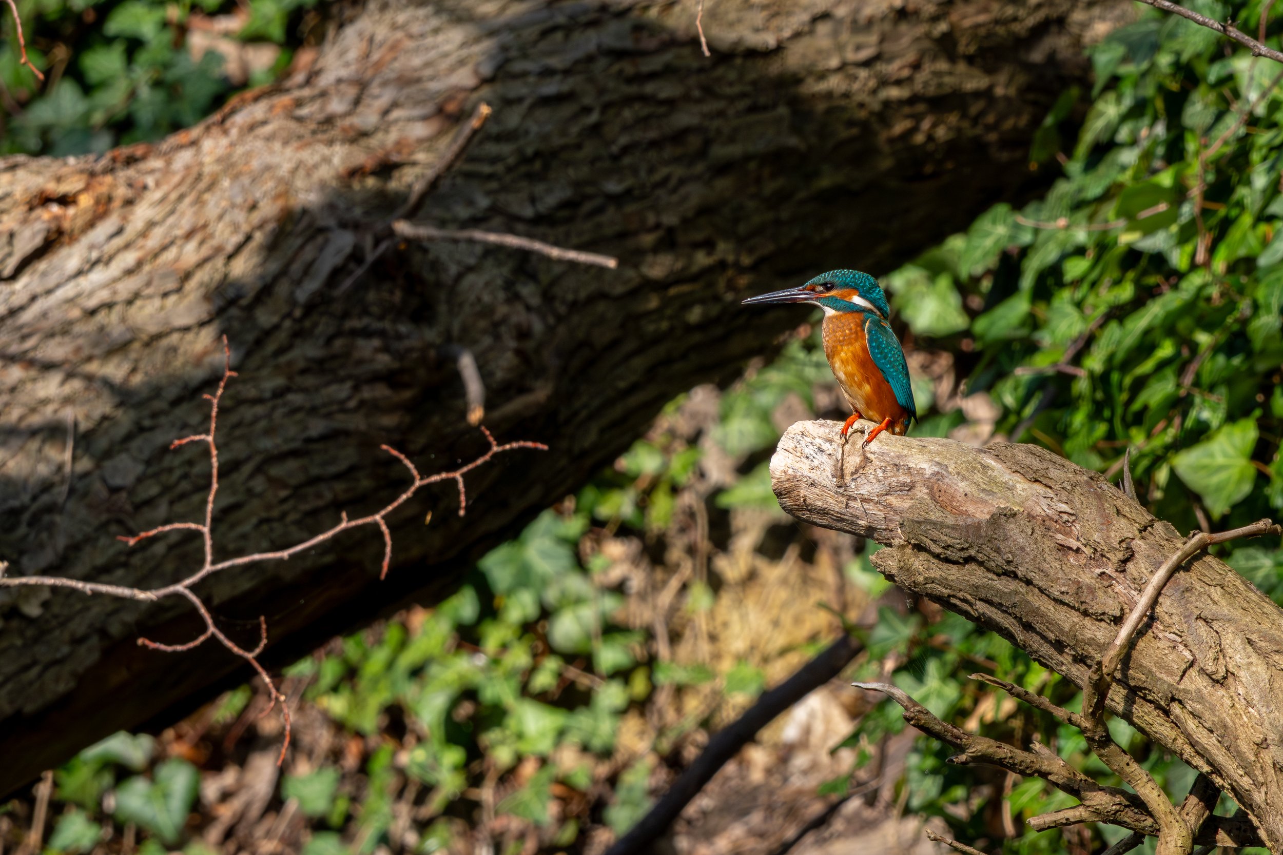 Ein bunter Vogel, ein Eisvogel, sitzt auf einem Ast in einem dichten, grünen Wald.