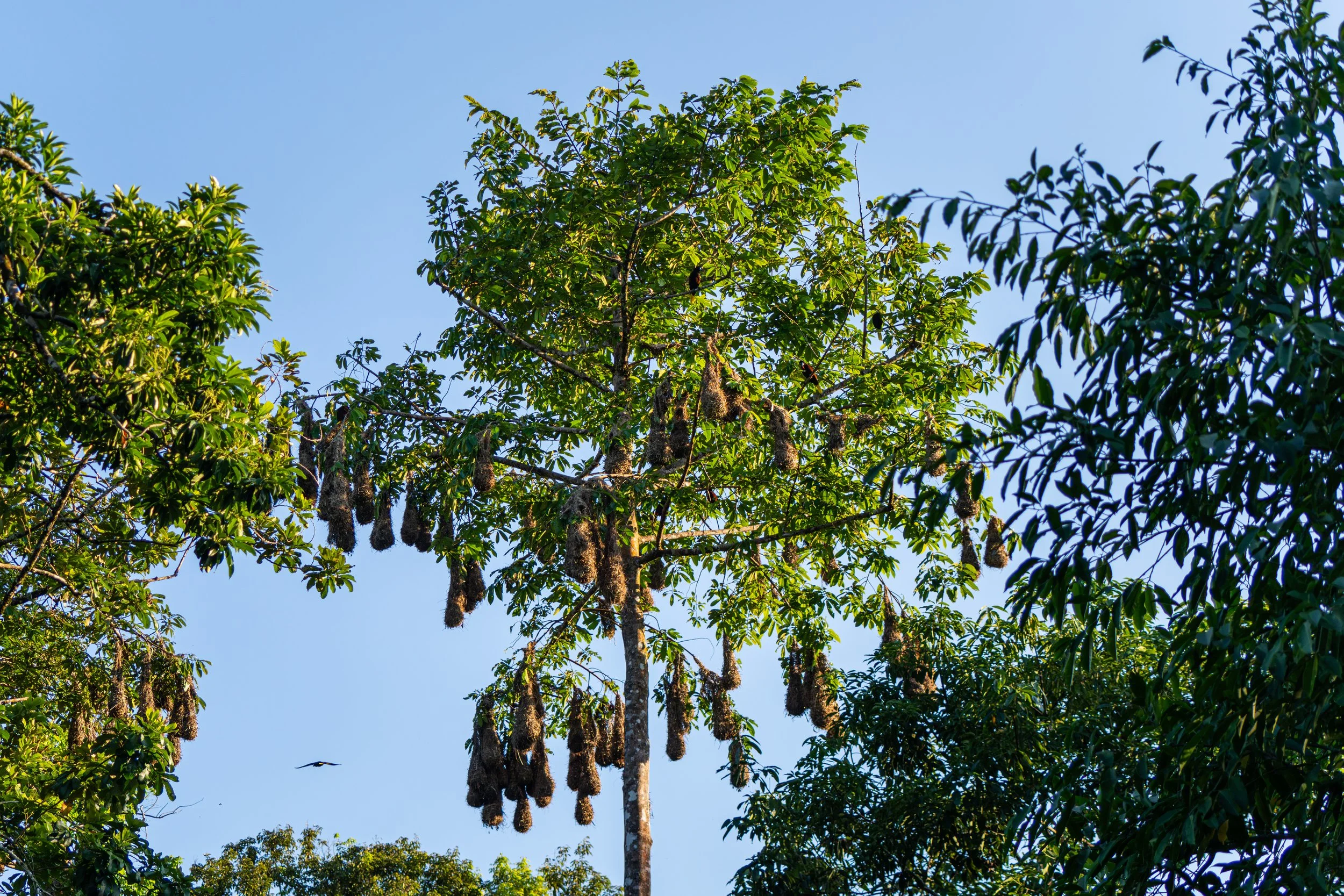 Montezuma-Oropendolas bauen viele lange, hängende Nester an hohen Bäumen, die in Kolonien dicht nebeneinander hängen und so eine gut sichtbare Brutgemeinschaft bilden.