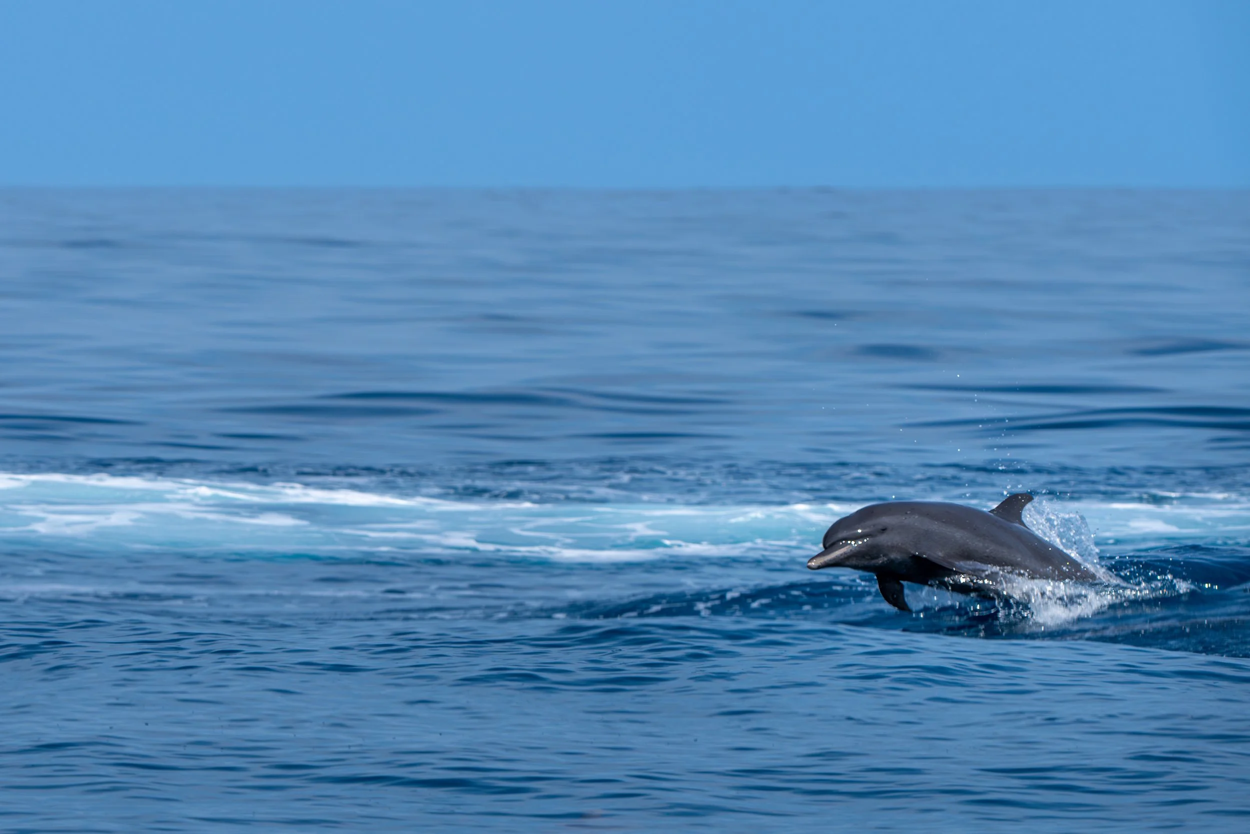 Der Schlankdelfin ist eine im offenen Pazifik lebende Delfinart, die häufig in großen Gruppen auftritt und für ihre schnellen, wendigen Sprünge über die Wasseroberfläche bekannt ist.