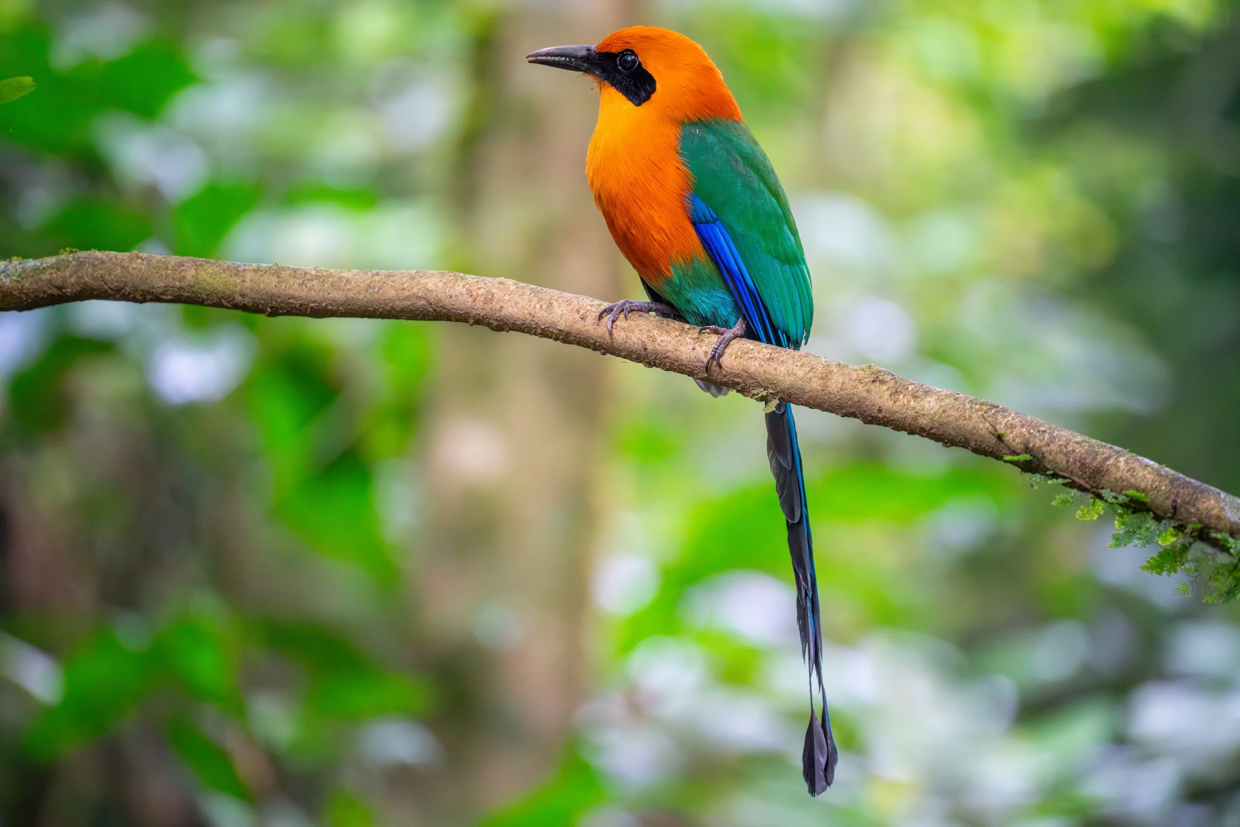 Der Zimtbrustmotmot ist ein mittelamerikanischer Vogel mit langen, schaufelförmigen Schwanzfedern und auffälliger Farbzeichnung, der in dichtem Wald häufig regungslos auf Ästen sitzt.
