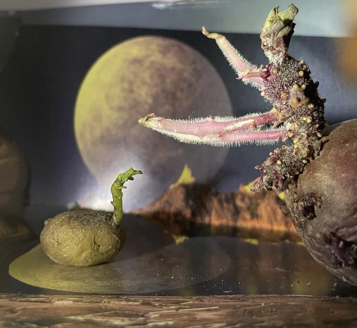 Moederland, papier en Aardappel | VERGAAN