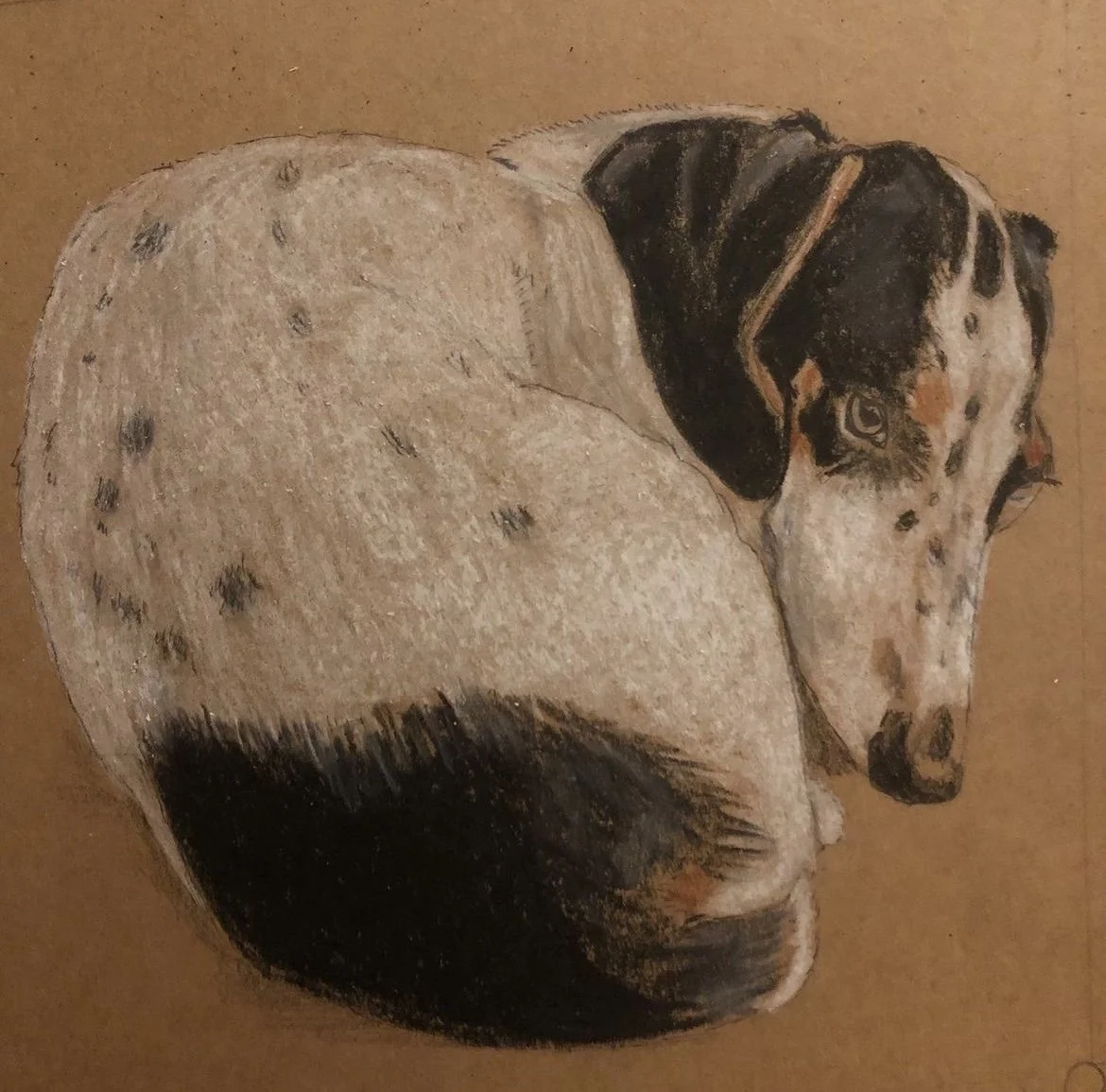 Frankie potlood op gekleurd papier 2019