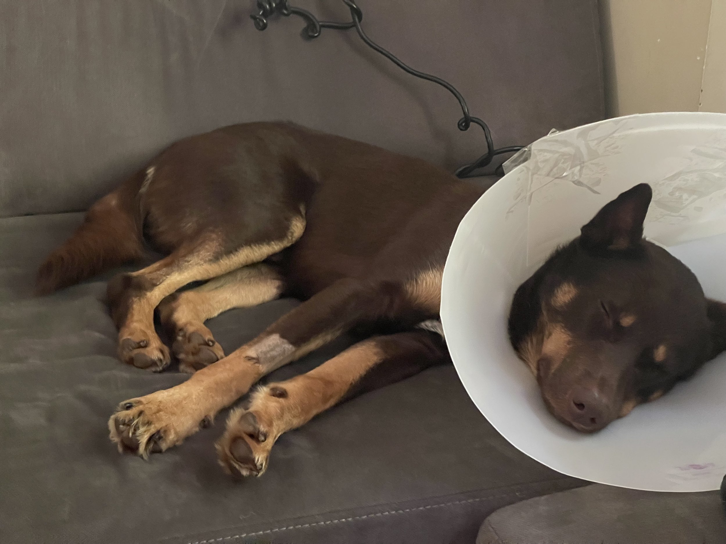 Why I waited to neuter.