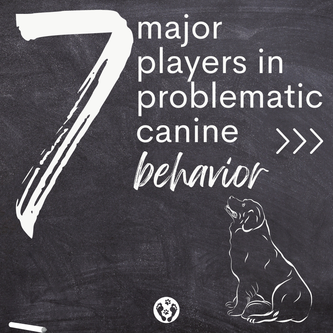 7 major players in problematic canine behavior.