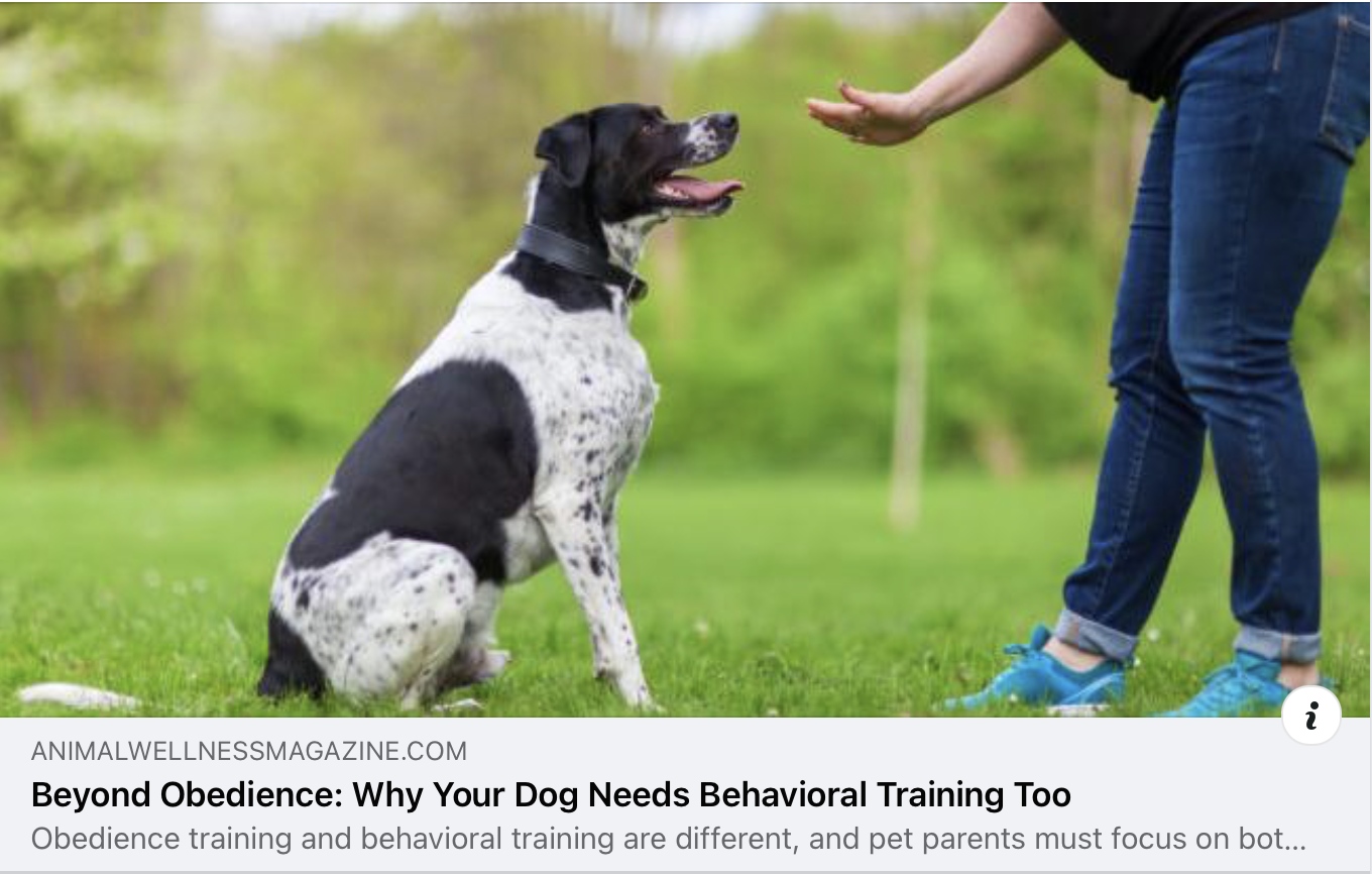 Beyond Obedience: Why Your Dog Needs Behavioral Training, Too