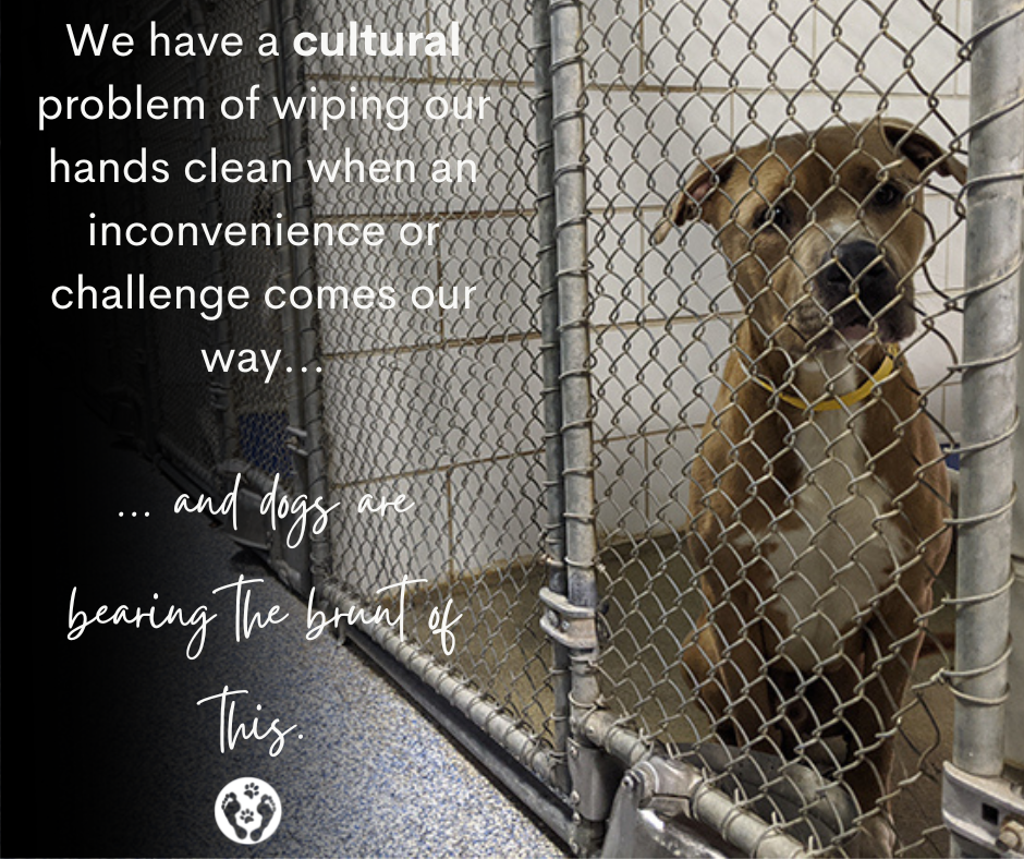 We have this cultural problem, and dogs are bearing the brunt of it.