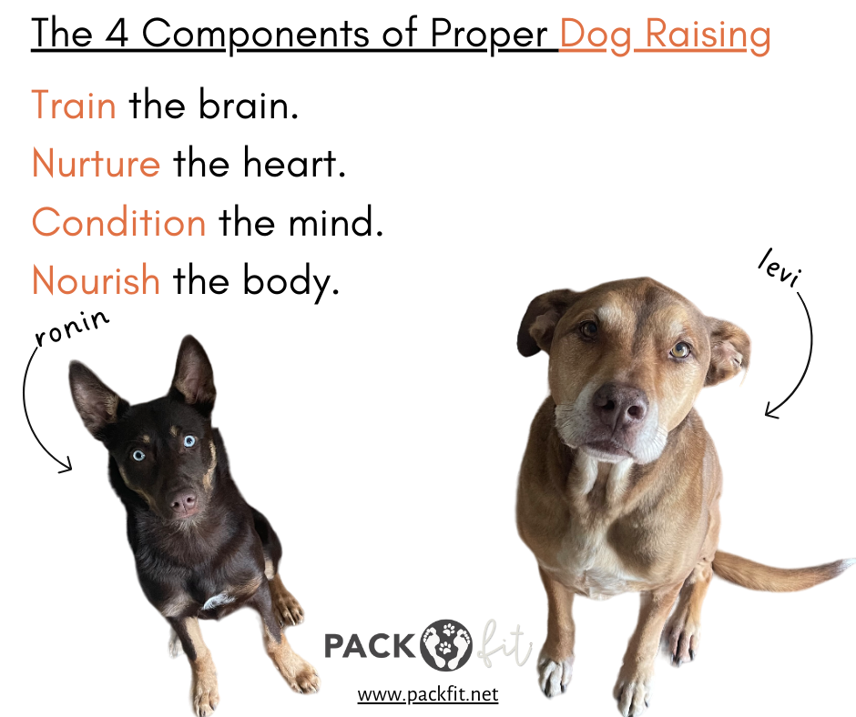 PackFit’s 4 Components to Proper Dog Raising