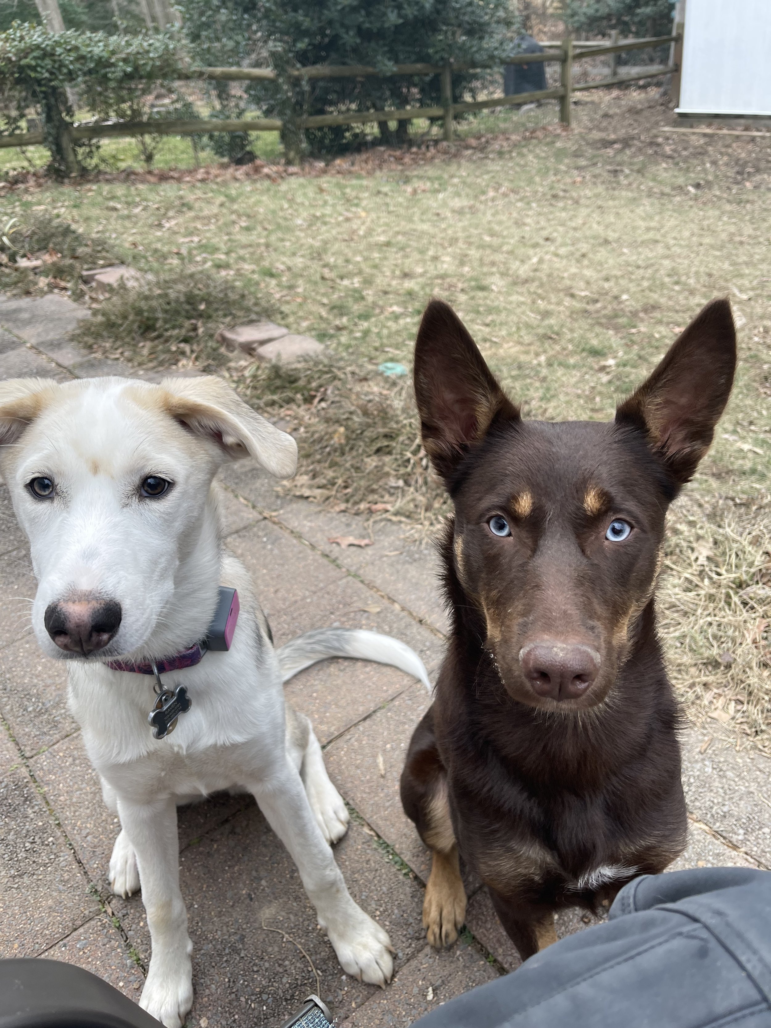 Puppy Shenanigans