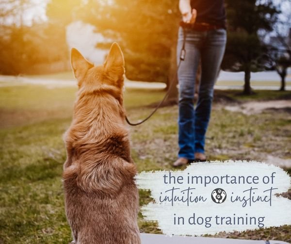 Intuition and Instinct in Dog Training