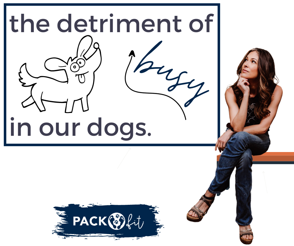 The detriment of “busy” in our dogs.