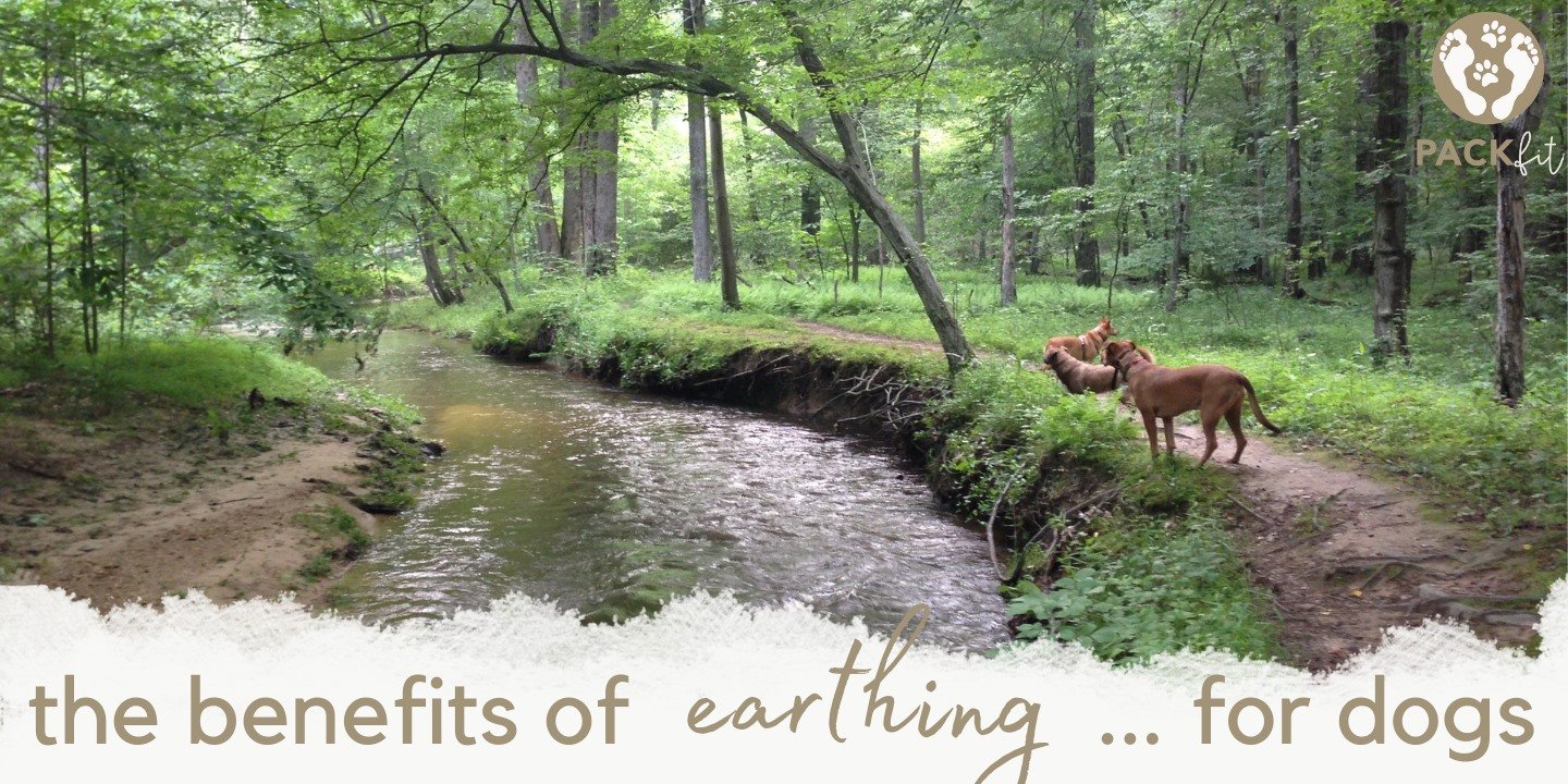 The benefits of “earthing” for dogs.