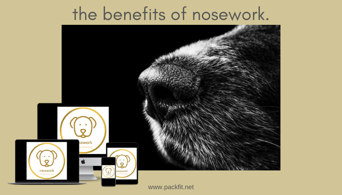 The benefits of Nosework.