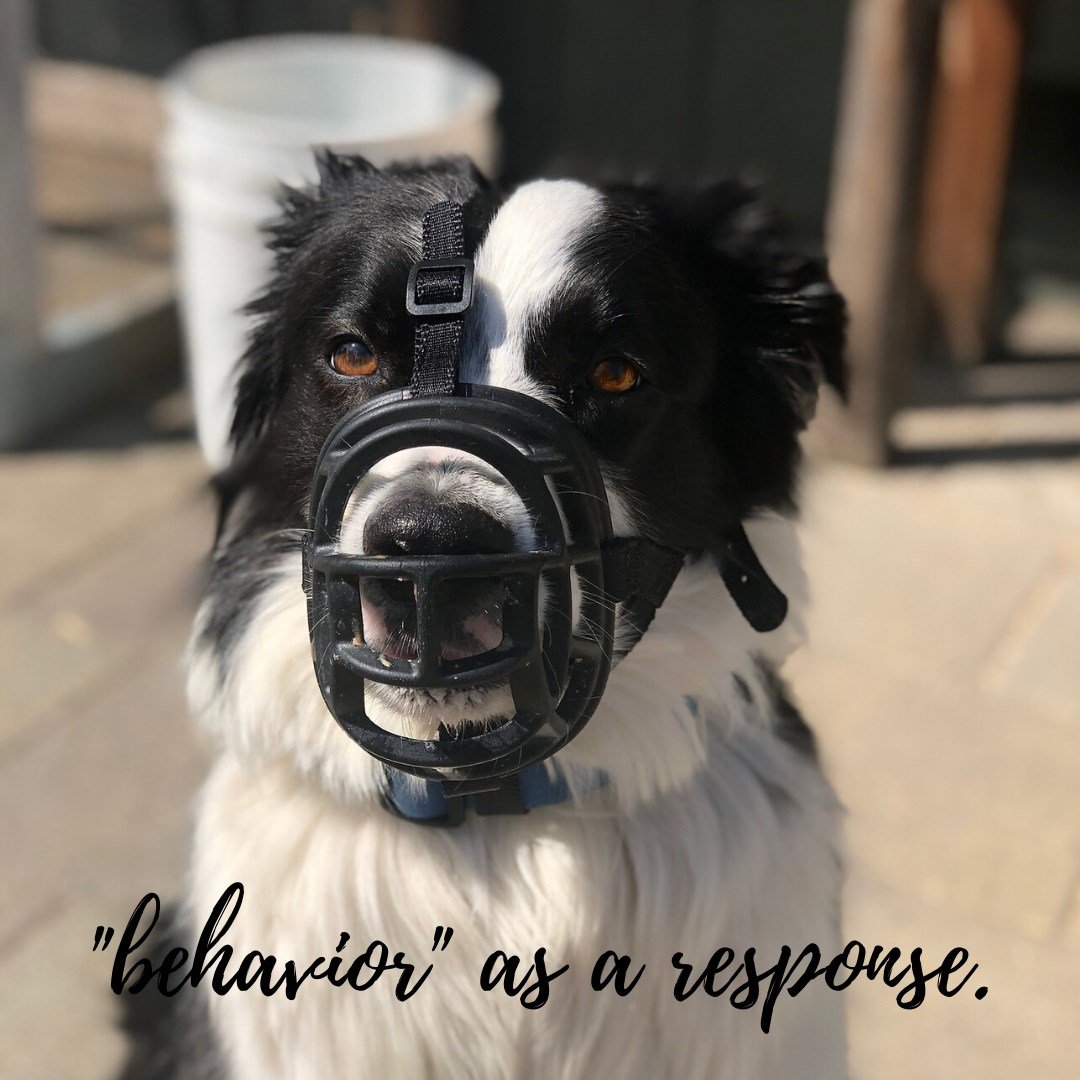 Behavior as a response.