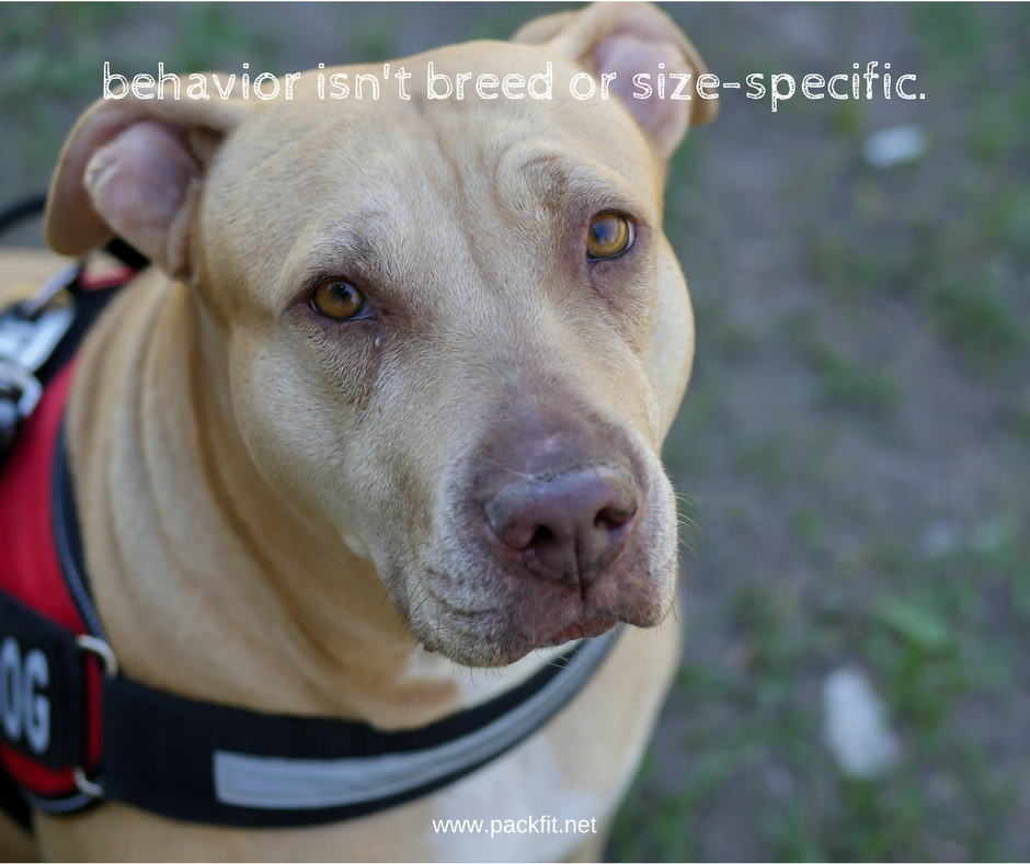 Behavior isn’t breed or size-specific.