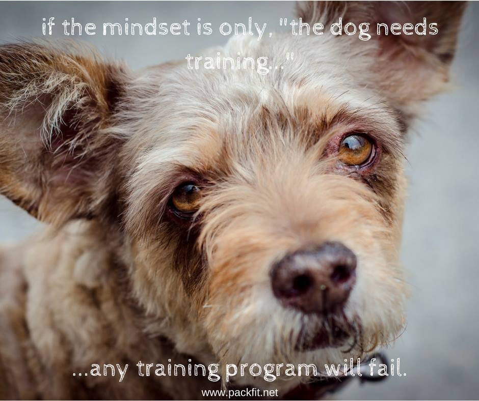 If the mindset is only “the dog needs training”, any training program will fail.