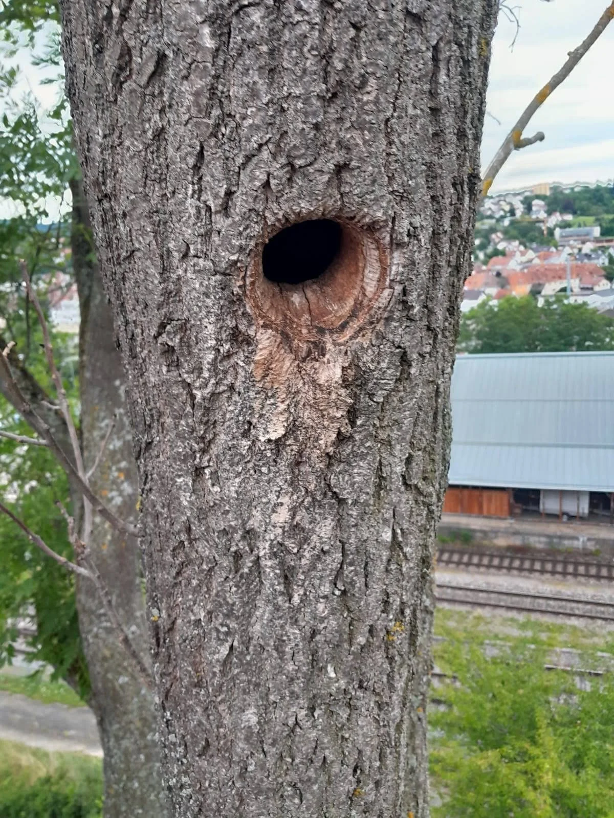Ein Baumstamm mit einem runden hohlen Loch in der Mitte, im Hintergrund eine Eisenbahnlinie und ein Gebäude mit Metall-Dach.