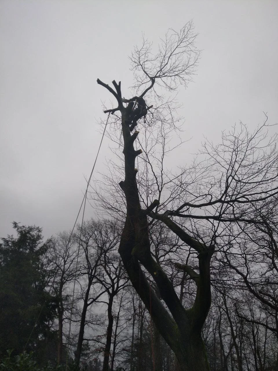 Baum mit abgeschnittenen Ästen und einem Seil, winterliche Landschaft, grau bewölkter Himmel, andere Bäume im Hintergrund