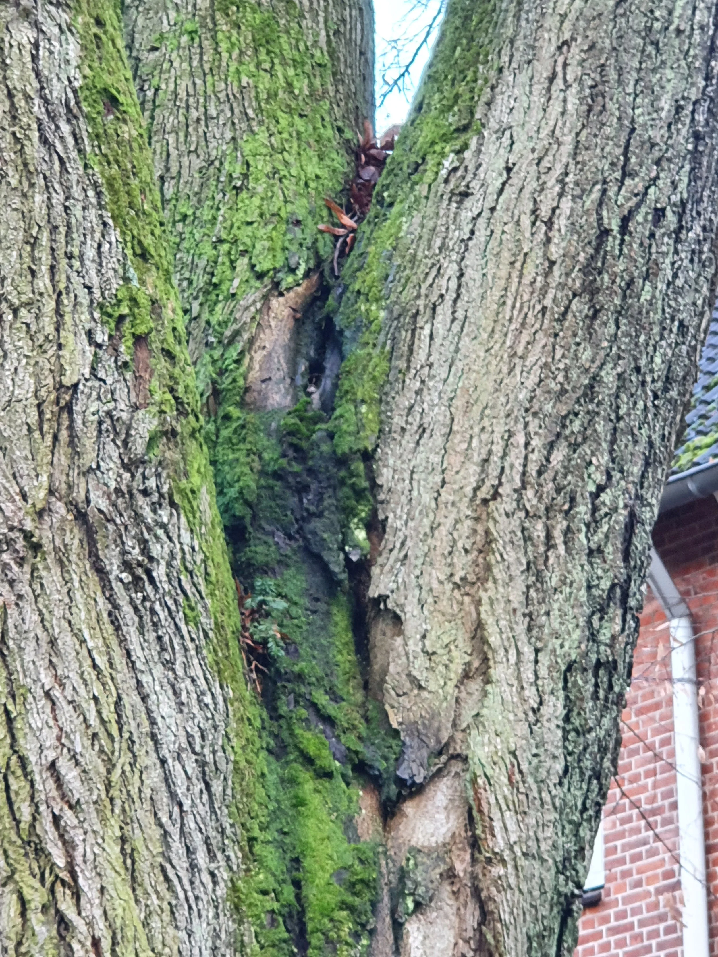 Nahaufnahme eines Baumes mit rissigem, moosbedecktem Stamm und einer Höhlung in der Mitte. Im Hintergrund ist ein Teil eines roten Backsteinhauses sichtbar.