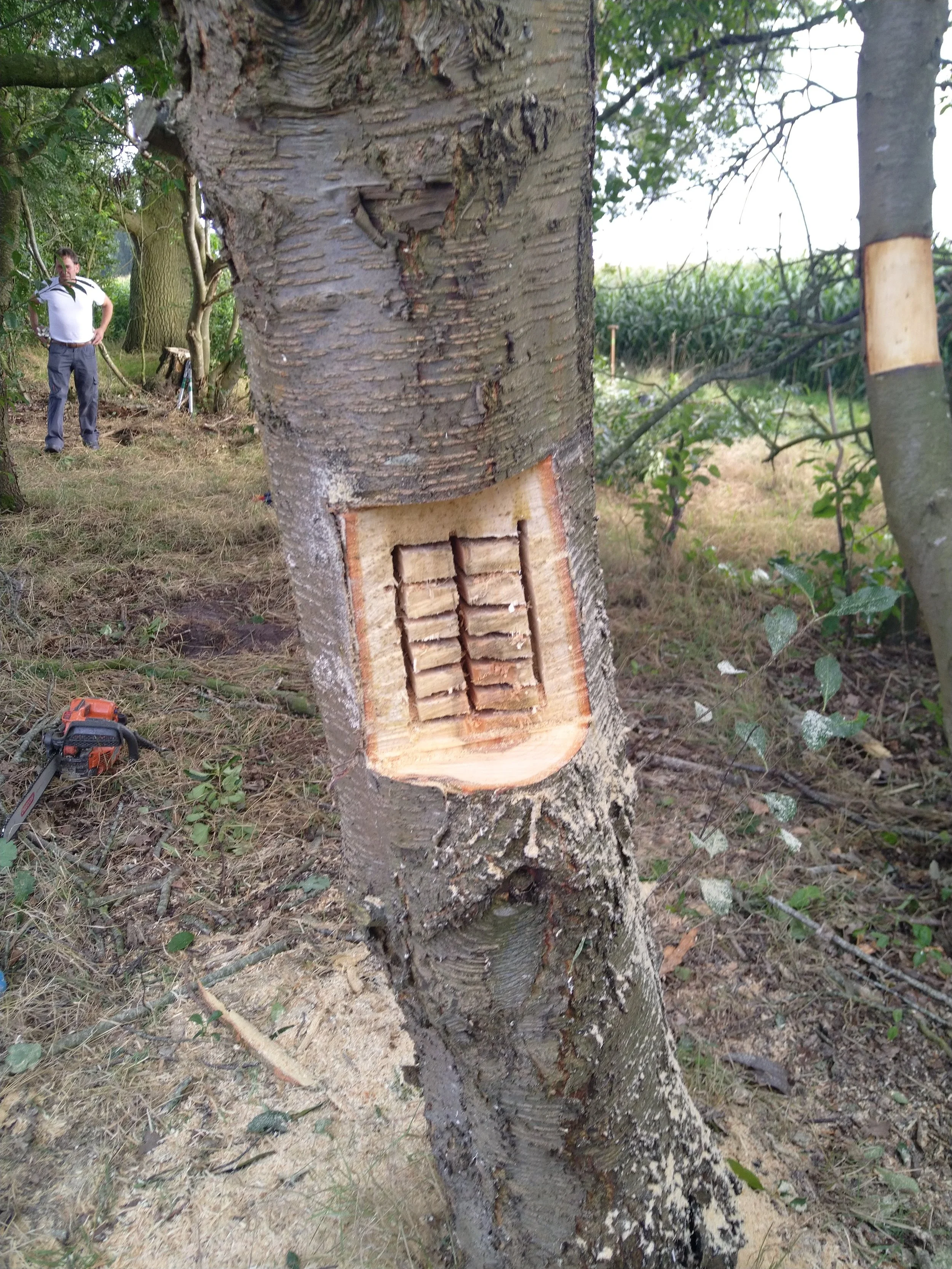 Ein Baum mit einem ausgebrannten Schnitt, in den eine Reihe von Holzlatten eingezogen wurde.