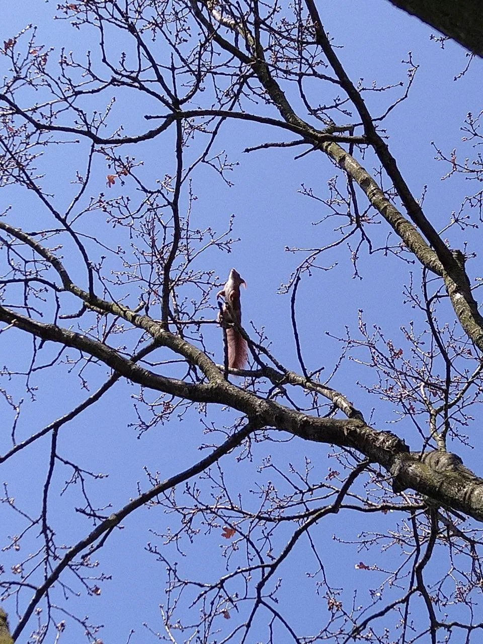 Blick nach oben in einen Baum mit spärlichen Ästen und wenige Blättern, blauer Himmel, eine Giraffe in den Zweigen.