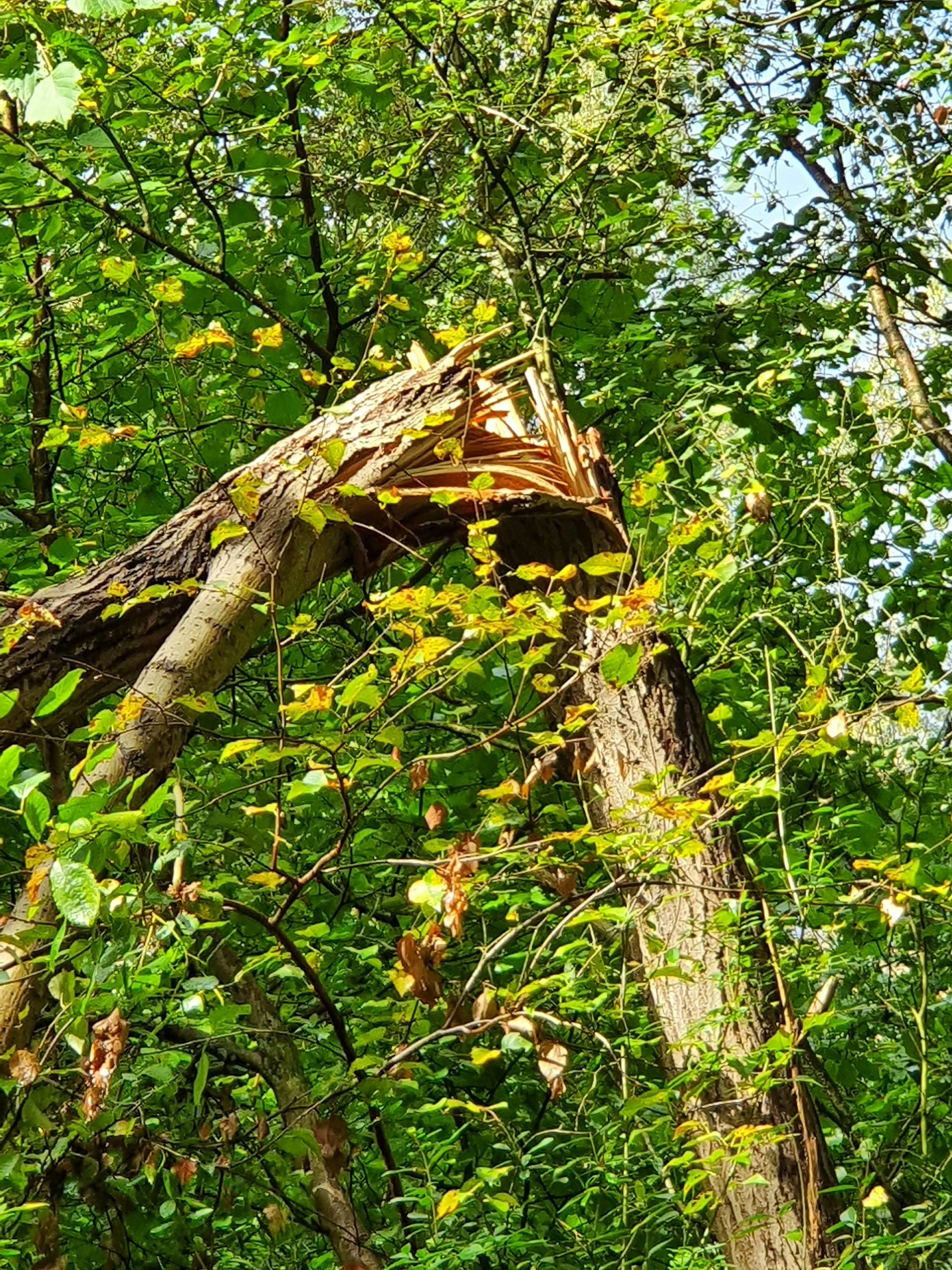 Baumstämme und Zweige in einem dichten grünen Wald, Sonnenlicht durchdringt das Blätterdach.