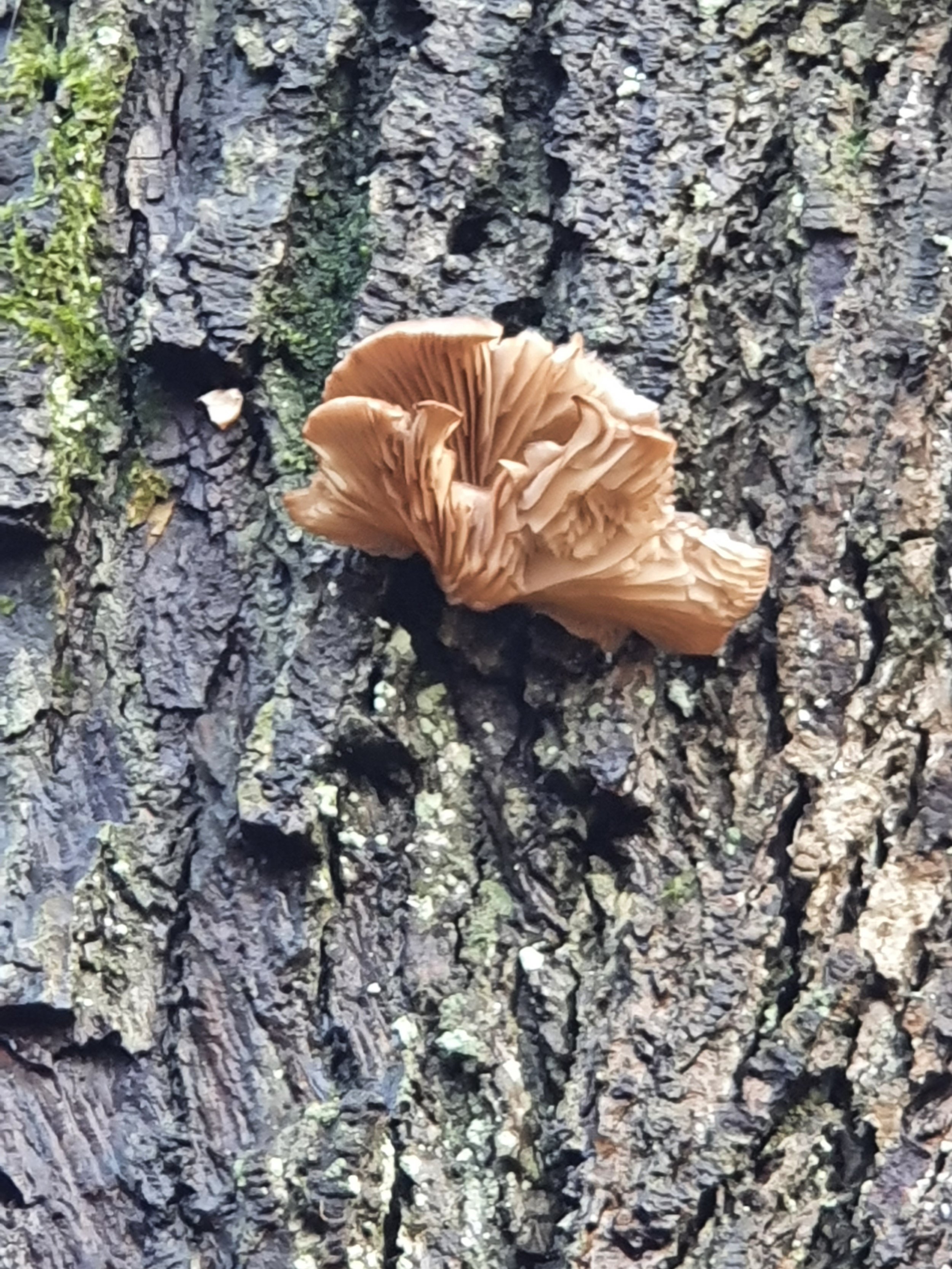 Brauner Pilz wächst auf einer Baumrinde im Wald.