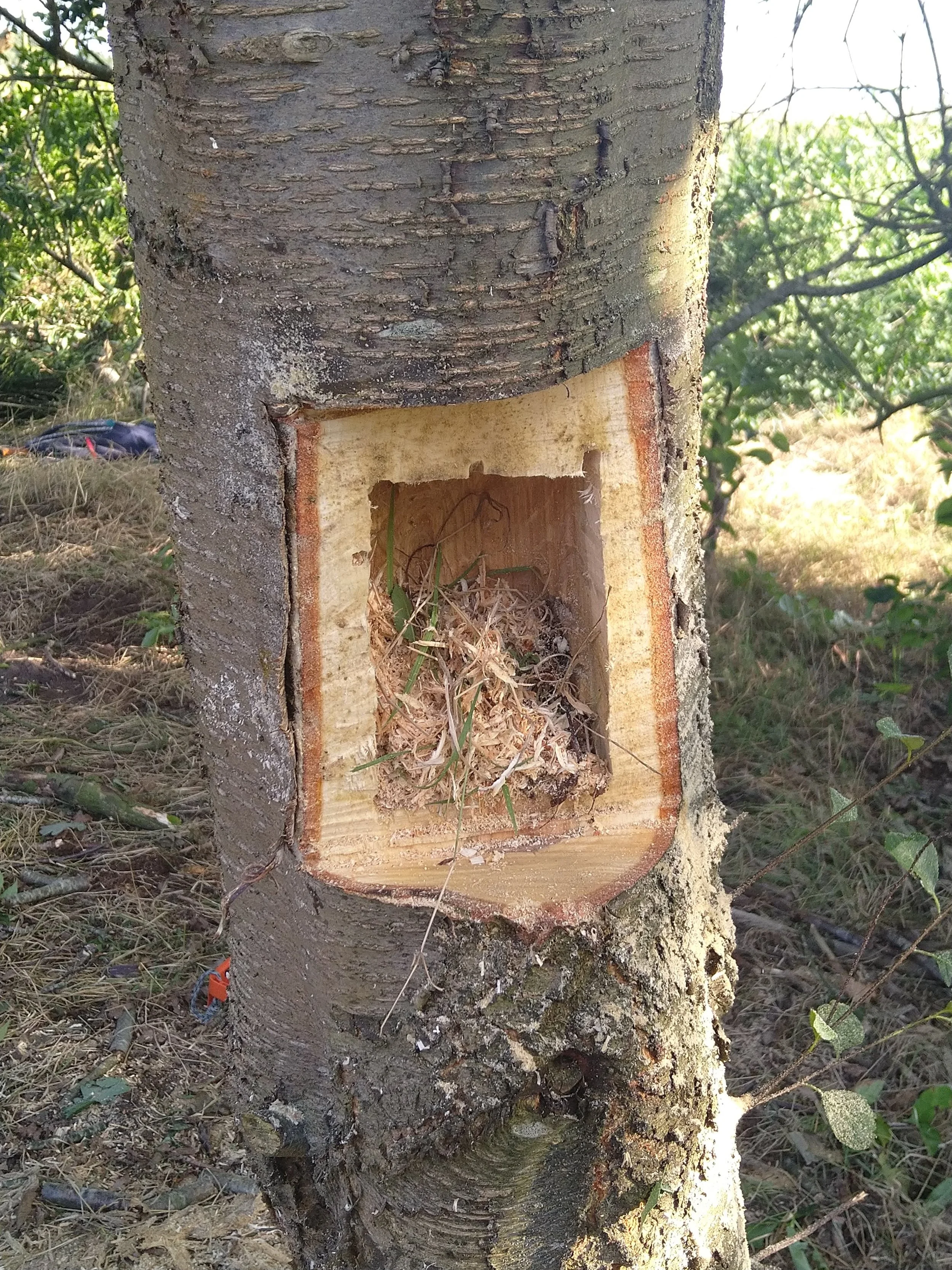 Baum mit hohler Stelle im Stamm, innen brüchige Äste und Zweige, im Hintergrund grüner Wald.