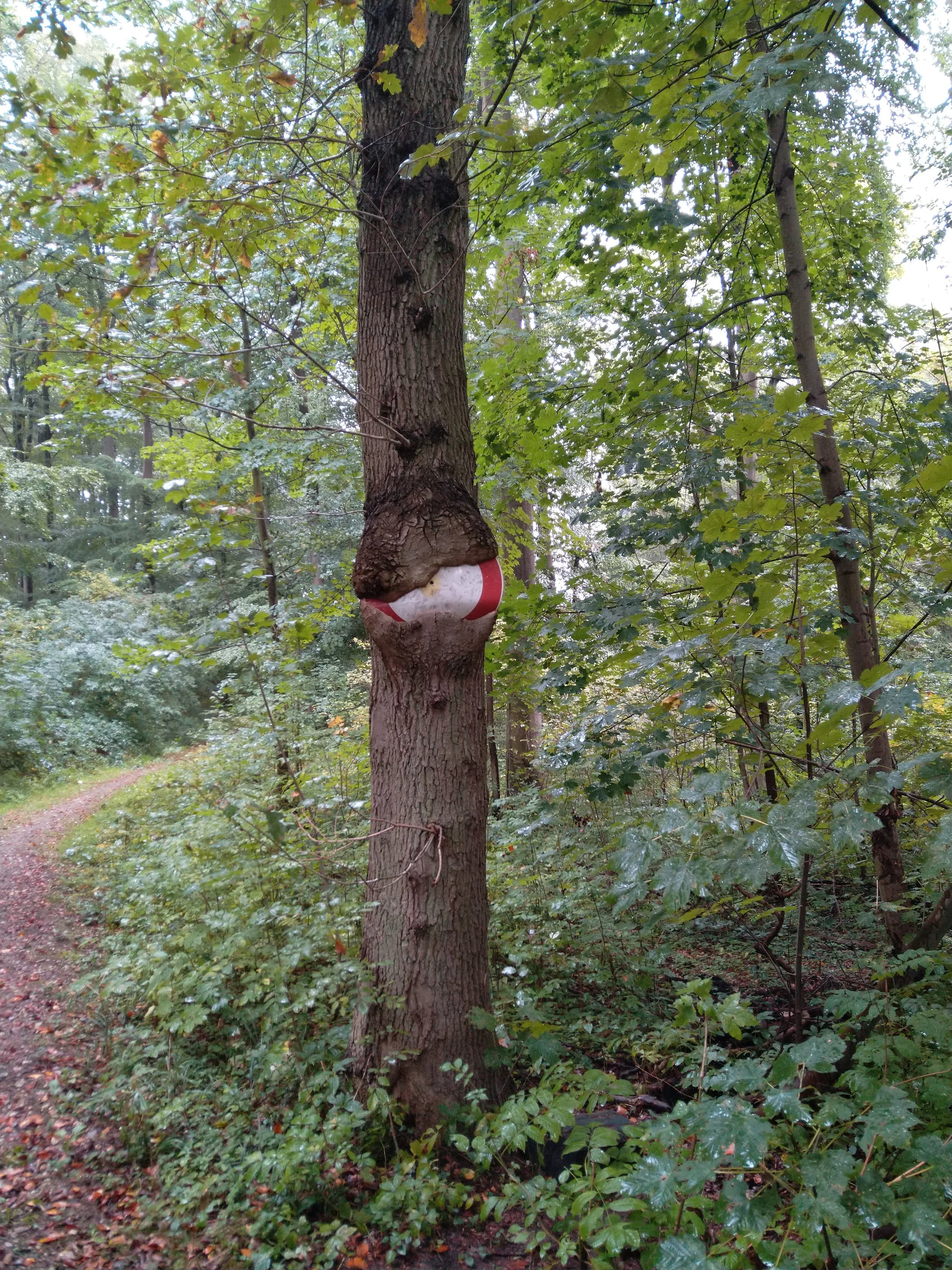 Baum im Wald mit beschädigter Rinde, die durch einen Fahrtaschenring (Rettungsschwimmer-ähnliches Symbol) beschädigt wurde.