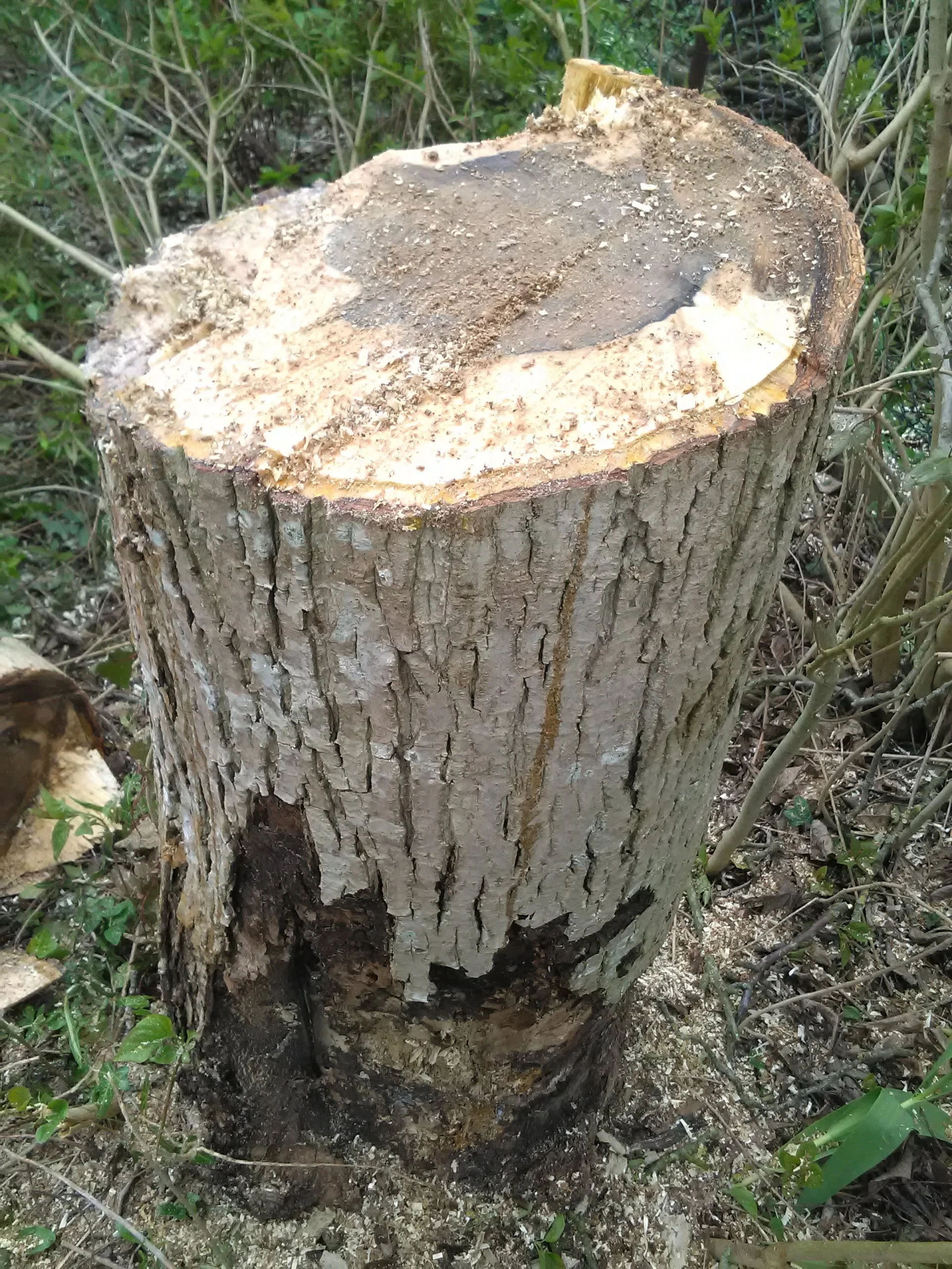 Fell eines gefällten Baumes mit sichtbaren Schnittflächen und Rinde, umgeben von Wald und Grünpflanzen.