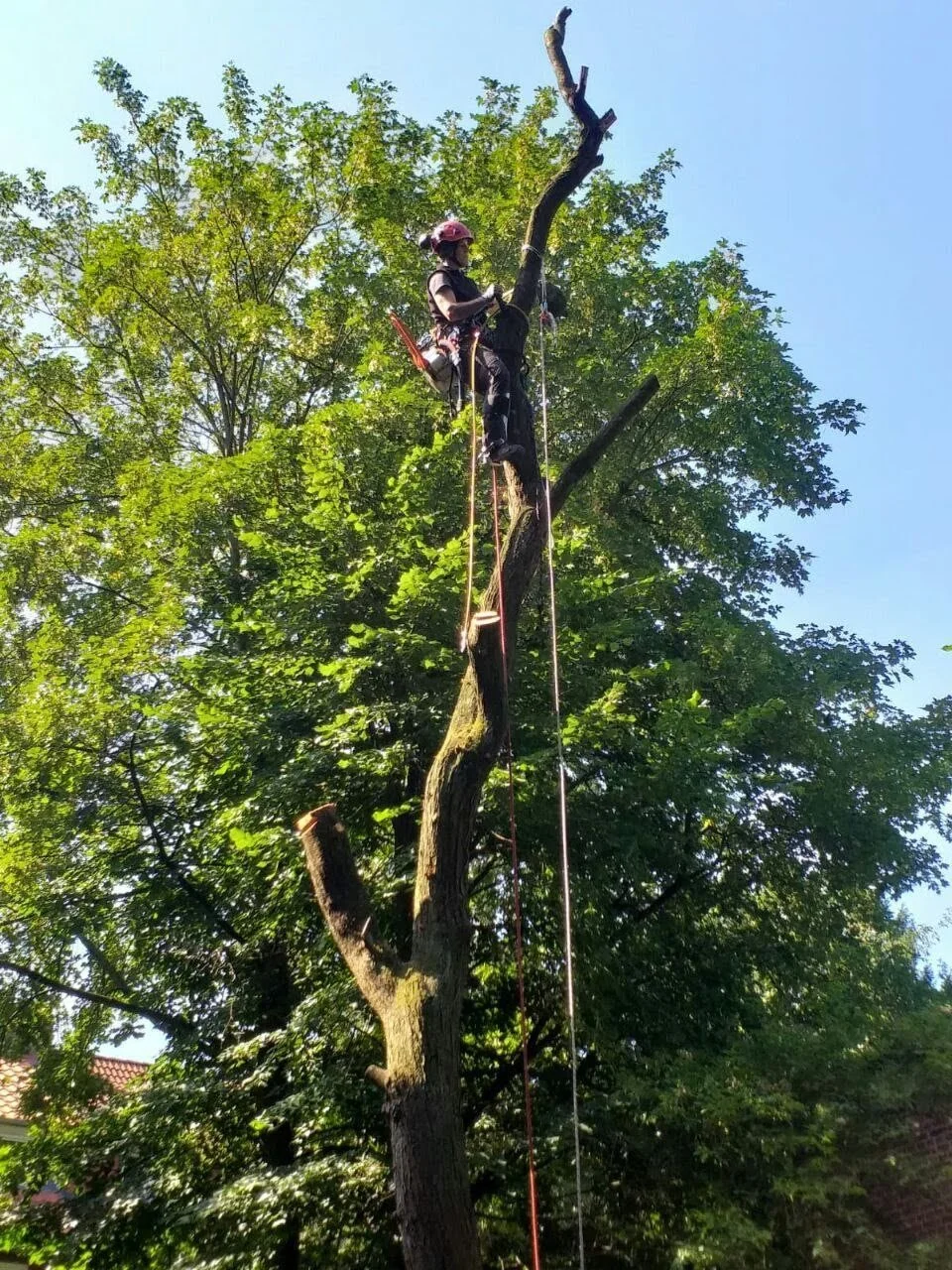 Eine Person klettert einen Baum hoch, ausgestattet mit einem Klettergurt und Helm, bei Tageslicht mit blauer Himmel im Hintergrund.