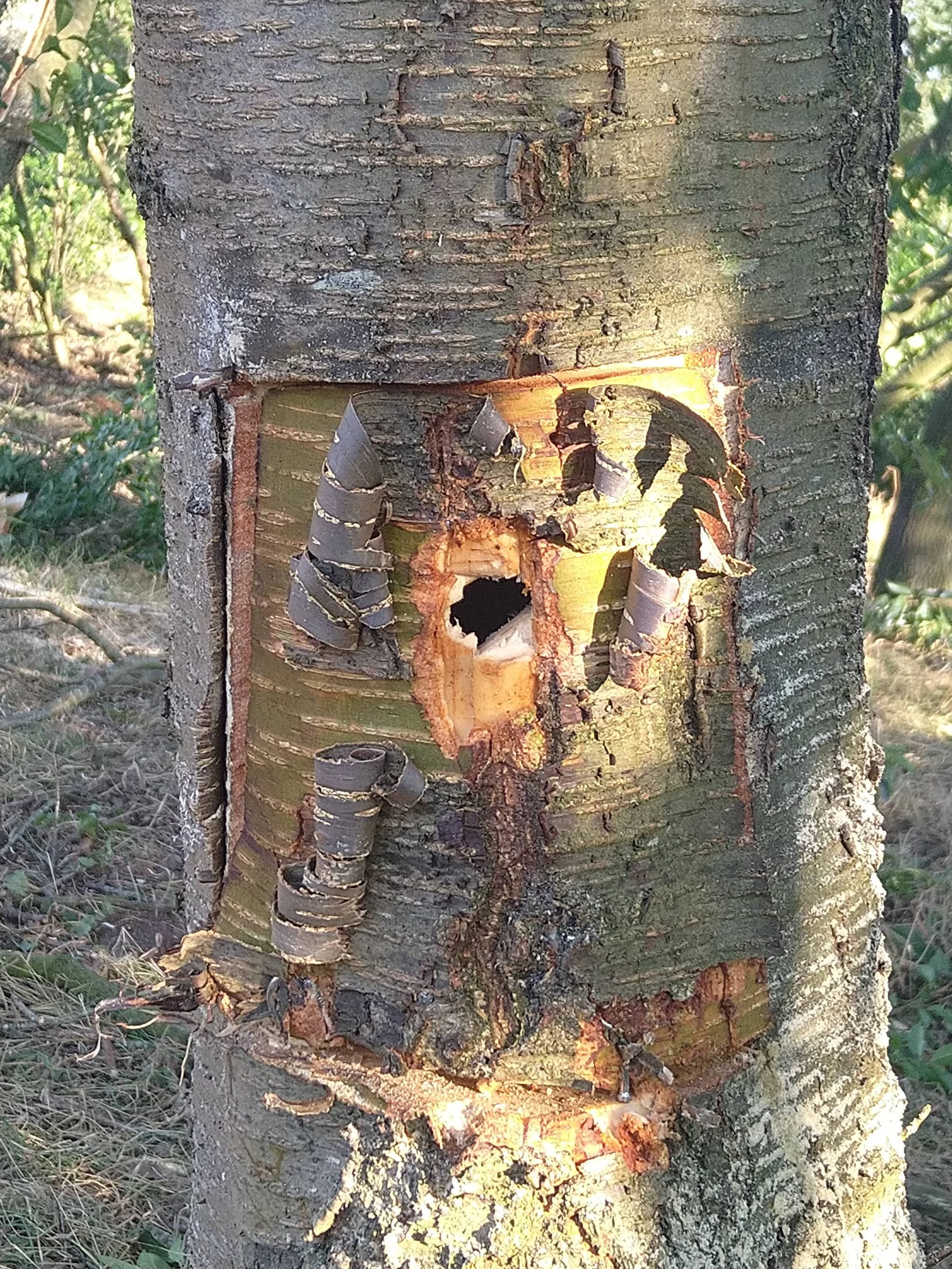 Ein Baumstamm mit einem Gesicht geschnitten, inklusive rotem Mund und schwarzem Auge, aufgenagelt mit Metallringen.